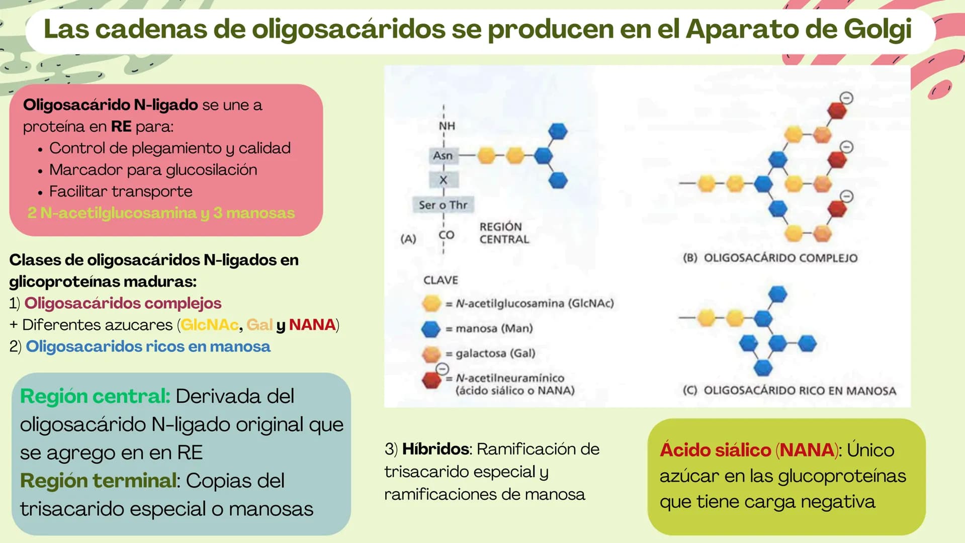 Células eucariotas tienen RE. Su membrana constituye más de
la mitad de la membrana total
Tiene forma de tubulos ramificados y sacos aplanad