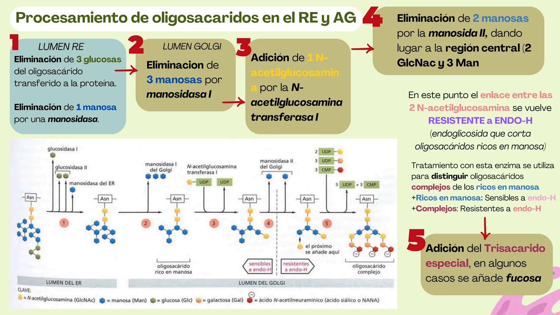 Células eucariotas tienen RE. Su membrana constituye más de
la mitad de la membrana total
Tiene forma de tubulos ramificados y sacos aplanad