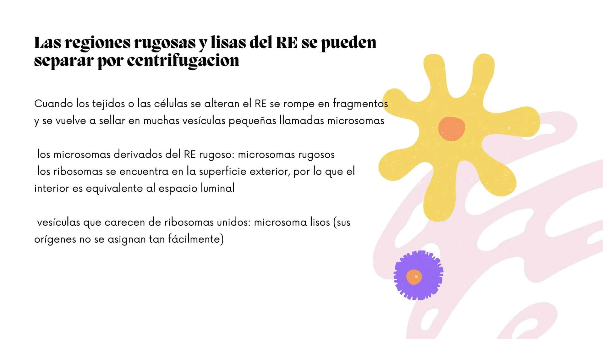 Células eucariotas tienen RE. Su membrana constituye más de
la mitad de la membrana total
Tiene forma de tubulos ramificados y sacos aplanad