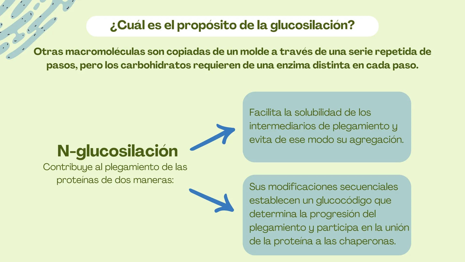 Células eucariotas tienen RE. Su membrana constituye más de
la mitad de la membrana total
Tiene forma de tubulos ramificados y sacos aplanad