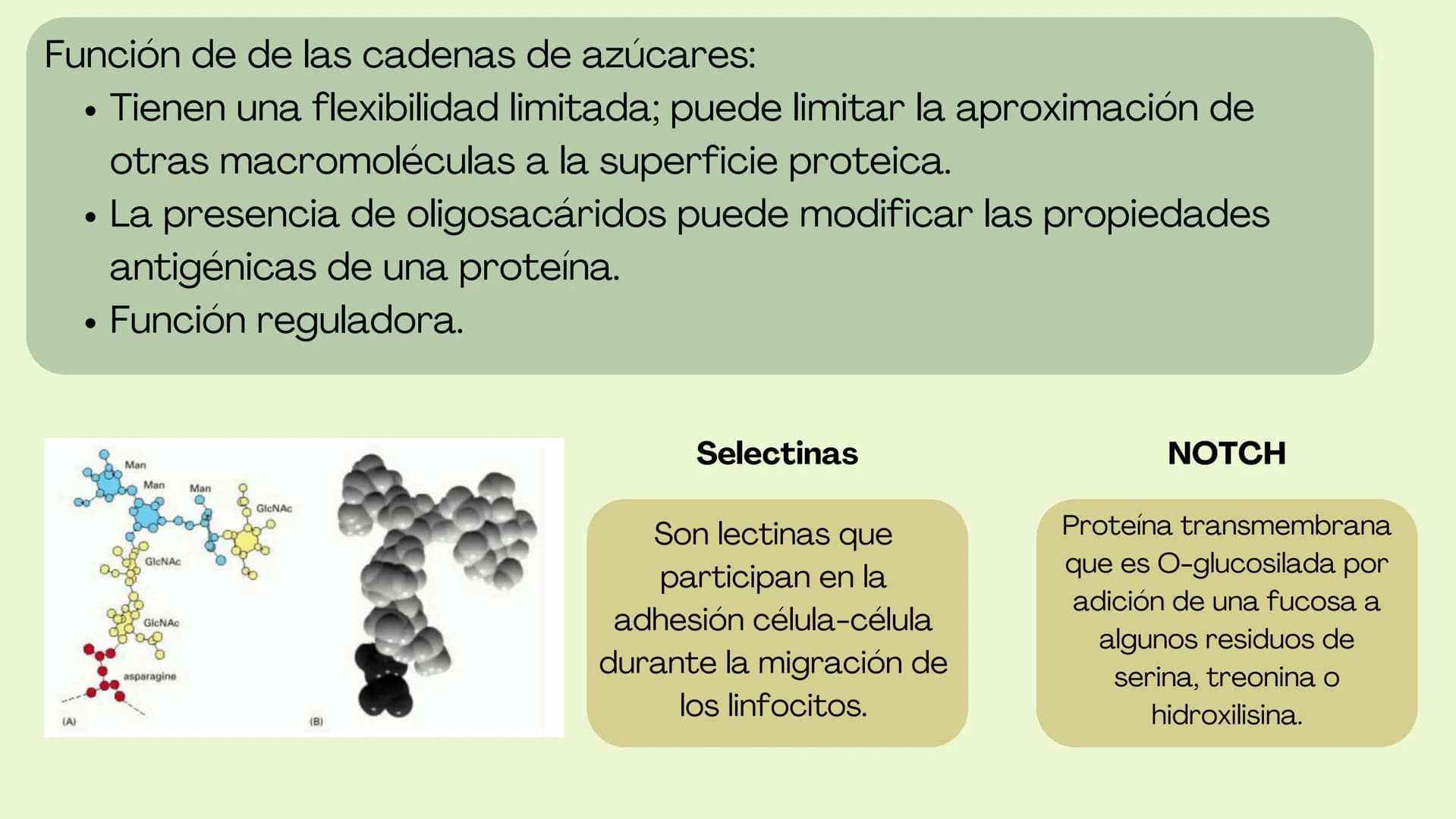 Células eucariotas tienen RE. Su membrana constituye más de
la mitad de la membrana total
Tiene forma de tubulos ramificados y sacos aplanad