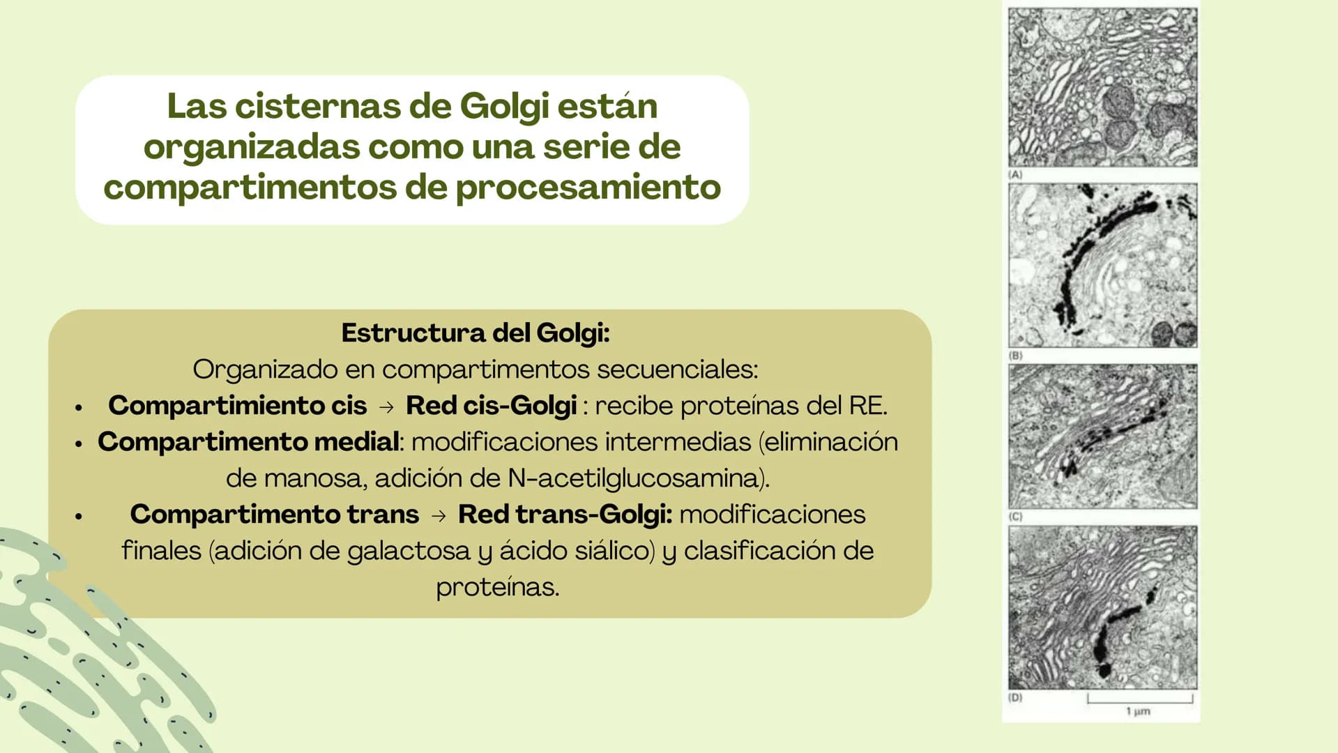 Células eucariotas tienen RE. Su membrana constituye más de
la mitad de la membrana total
Tiene forma de tubulos ramificados y sacos aplanad