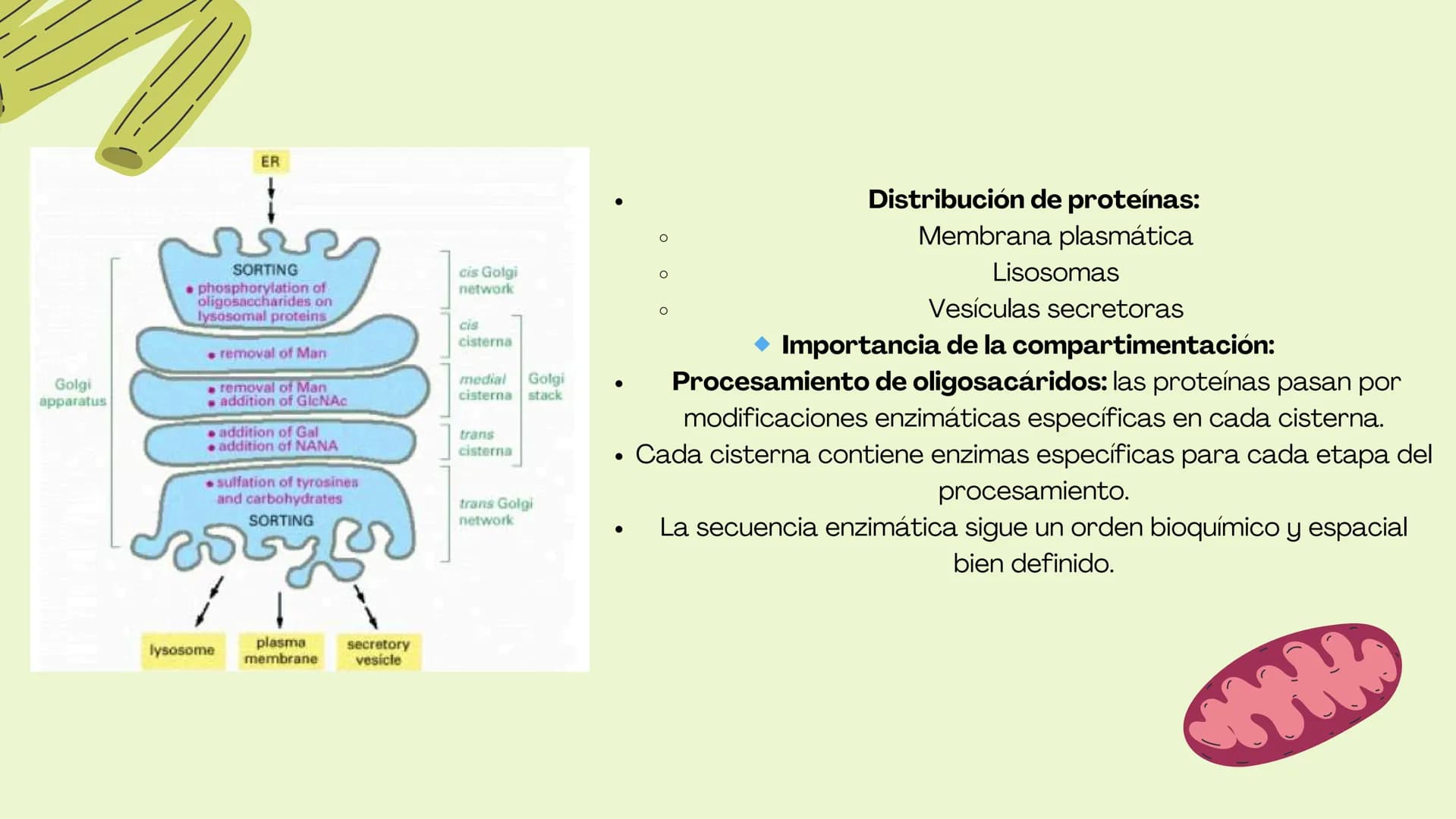 Células eucariotas tienen RE. Su membrana constituye más de
la mitad de la membrana total
Tiene forma de tubulos ramificados y sacos aplanad