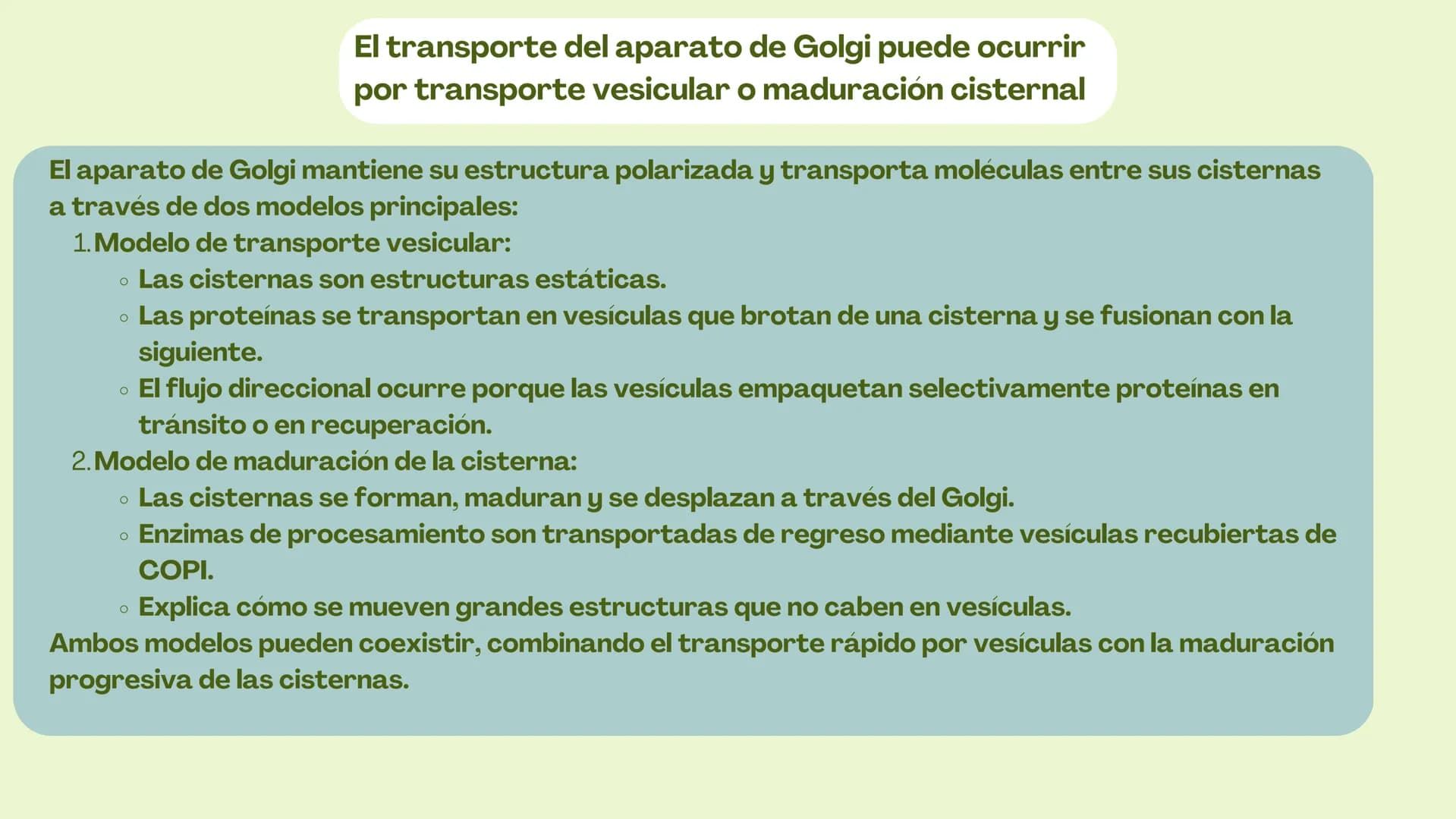 Células eucariotas tienen RE. Su membrana constituye más de
la mitad de la membrana total
Tiene forma de tubulos ramificados y sacos aplanad