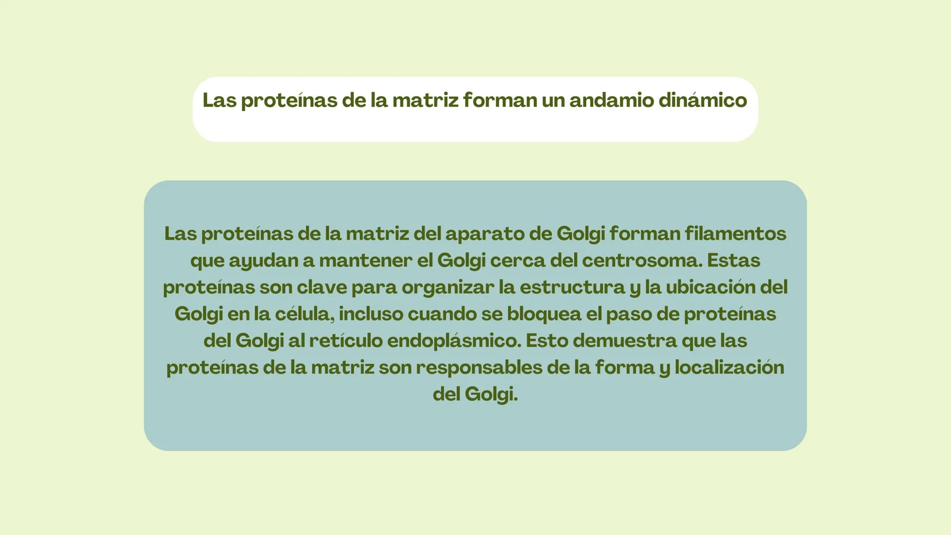 Células eucariotas tienen RE. Su membrana constituye más de
la mitad de la membrana total
Tiene forma de tubulos ramificados y sacos aplanad