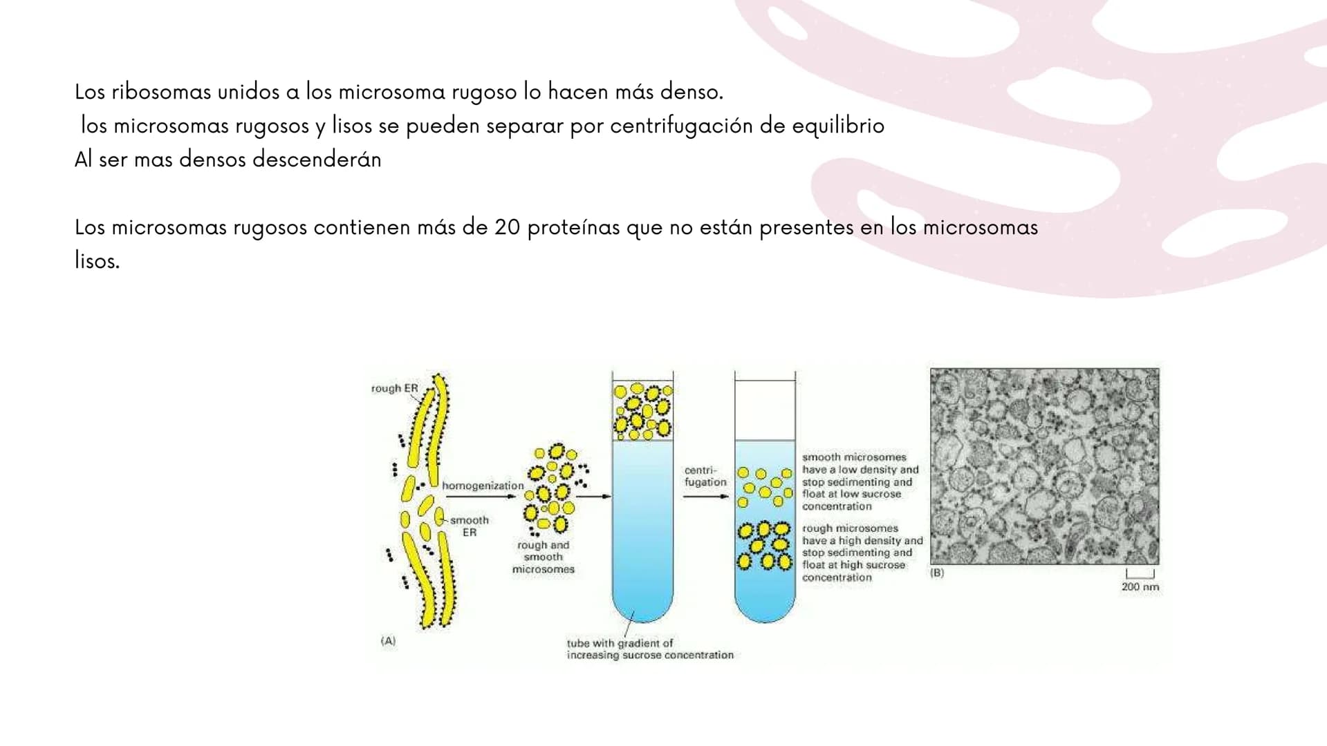 Células eucariotas tienen RE. Su membrana constituye más de
la mitad de la membrana total
Tiene forma de tubulos ramificados y sacos aplanad