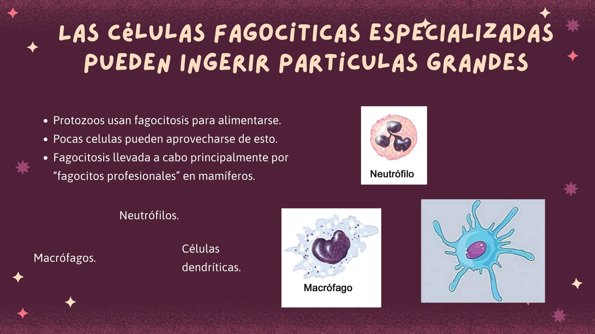 Células eucariotas tienen RE. Su membrana constituye más de
la mitad de la membrana total
Tiene forma de tubulos ramificados y sacos aplanad
