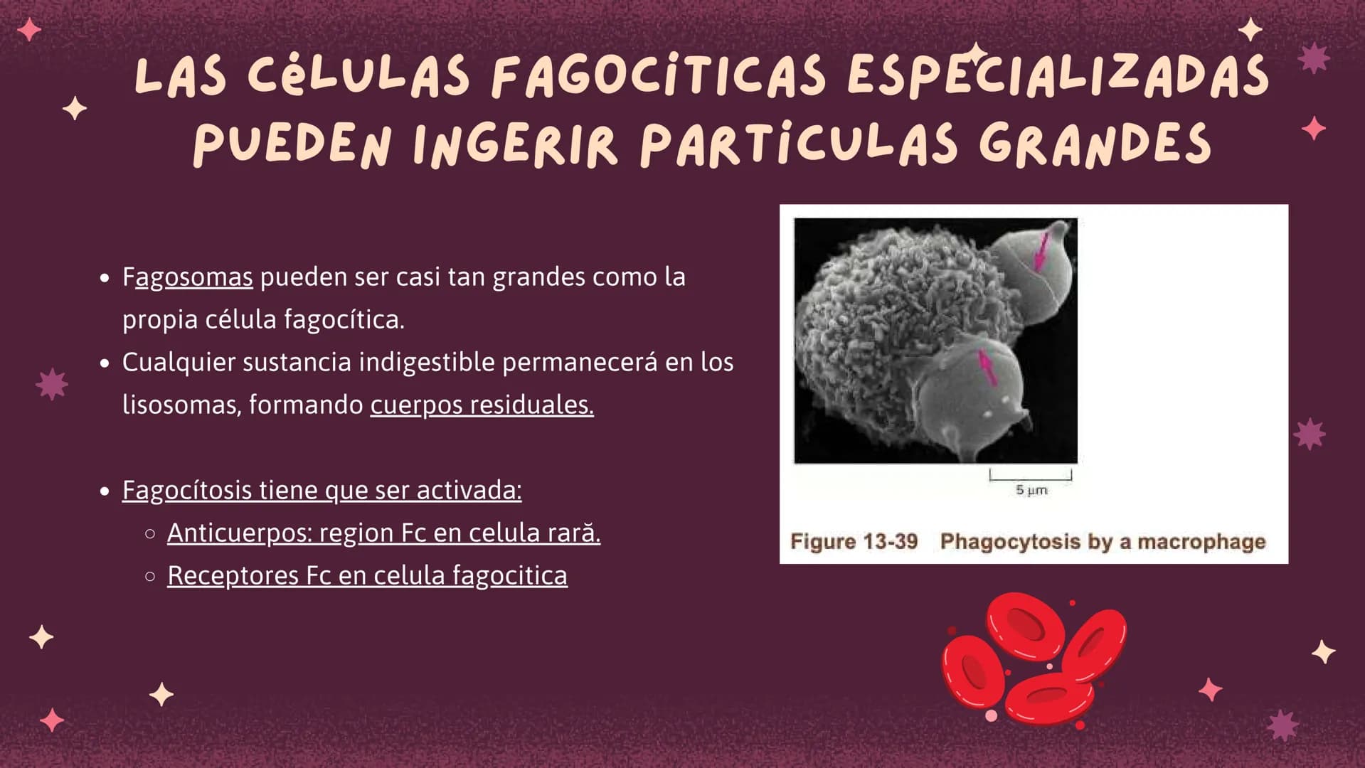 Células eucariotas tienen RE. Su membrana constituye más de
la mitad de la membrana total
Tiene forma de tubulos ramificados y sacos aplanad