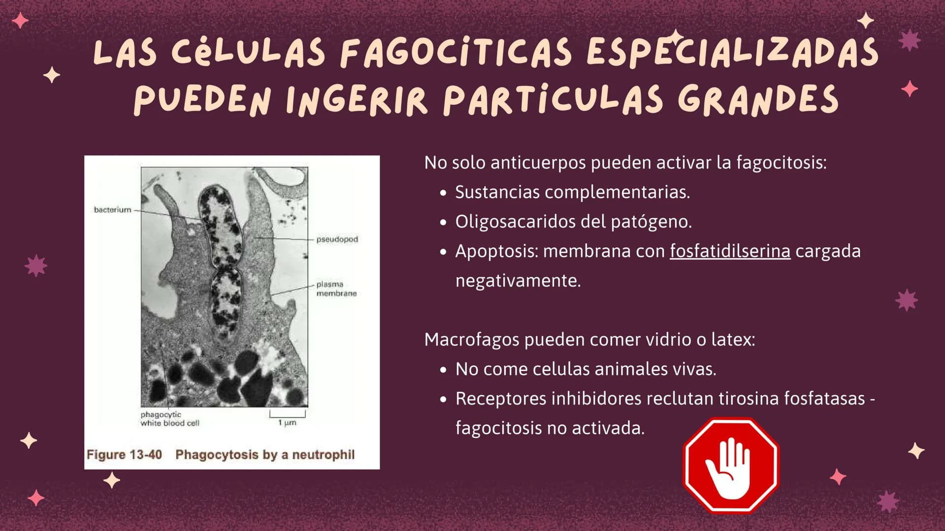 Células eucariotas tienen RE. Su membrana constituye más de
la mitad de la membrana total
Tiene forma de tubulos ramificados y sacos aplanad