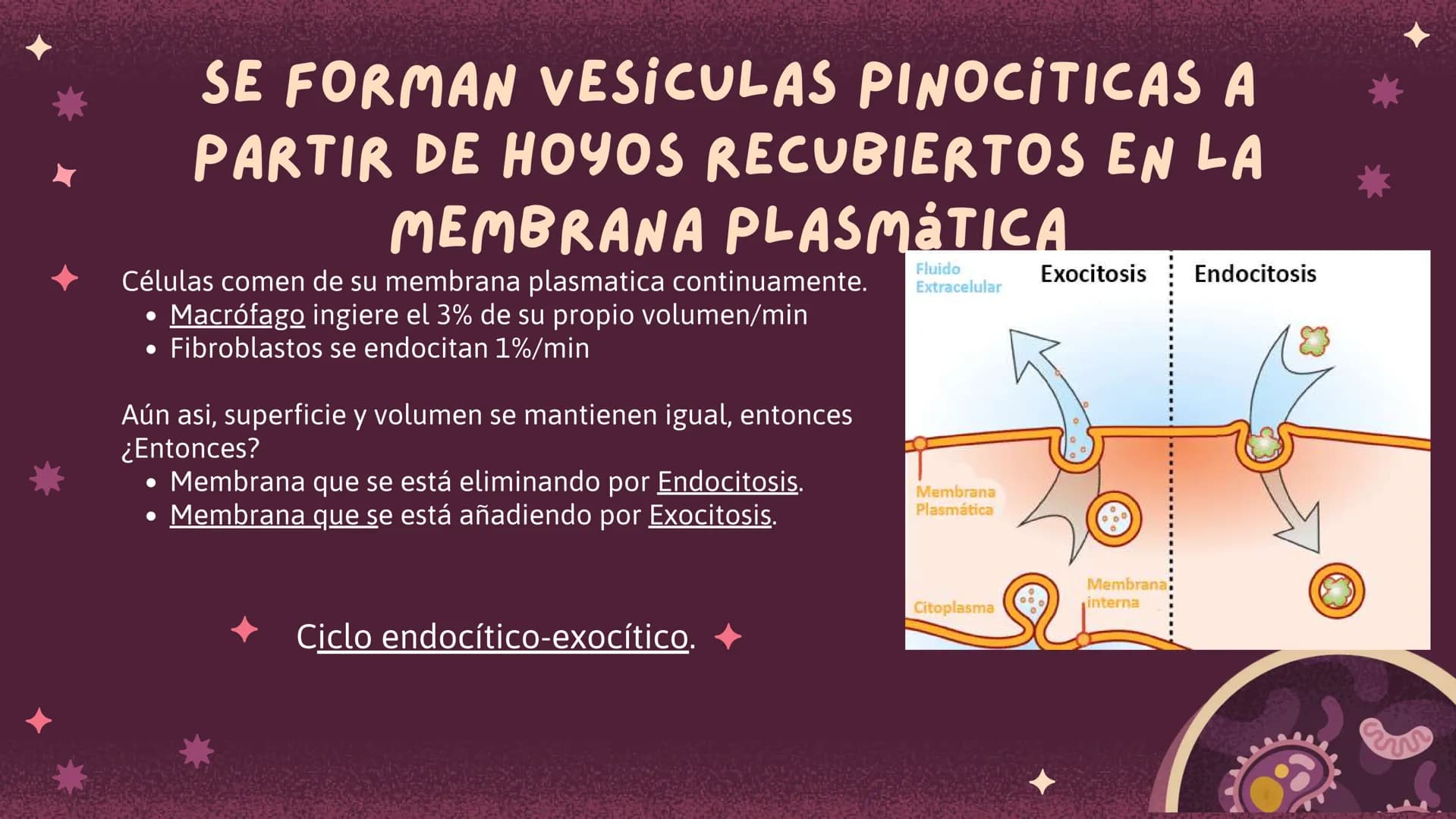 Células eucariotas tienen RE. Su membrana constituye más de
la mitad de la membrana total
Tiene forma de tubulos ramificados y sacos aplanad