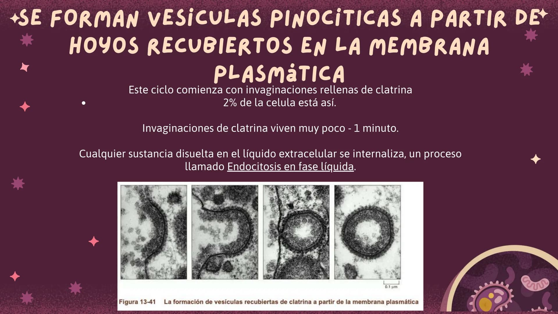 Células eucariotas tienen RE. Su membrana constituye más de
la mitad de la membrana total
Tiene forma de tubulos ramificados y sacos aplanad
