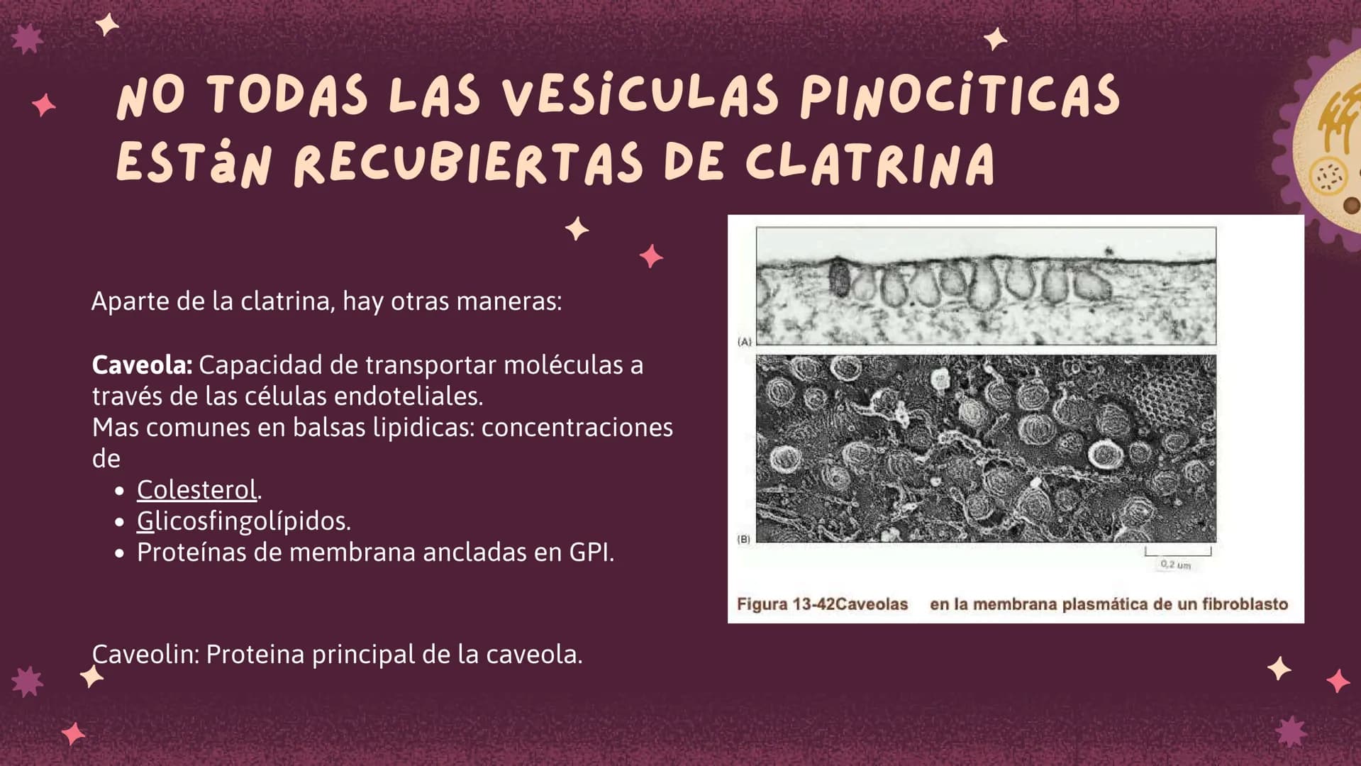 Células eucariotas tienen RE. Su membrana constituye más de
la mitad de la membrana total
Tiene forma de tubulos ramificados y sacos aplanad