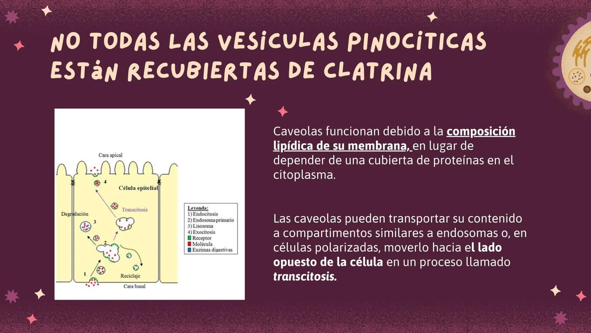 Células eucariotas tienen RE. Su membrana constituye más de
la mitad de la membrana total
Tiene forma de tubulos ramificados y sacos aplanad