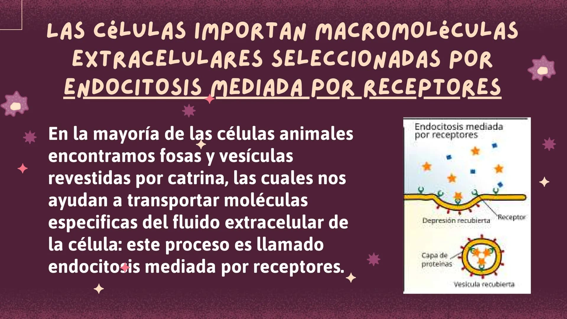Células eucariotas tienen RE. Su membrana constituye más de
la mitad de la membrana total
Tiene forma de tubulos ramificados y sacos aplanad
