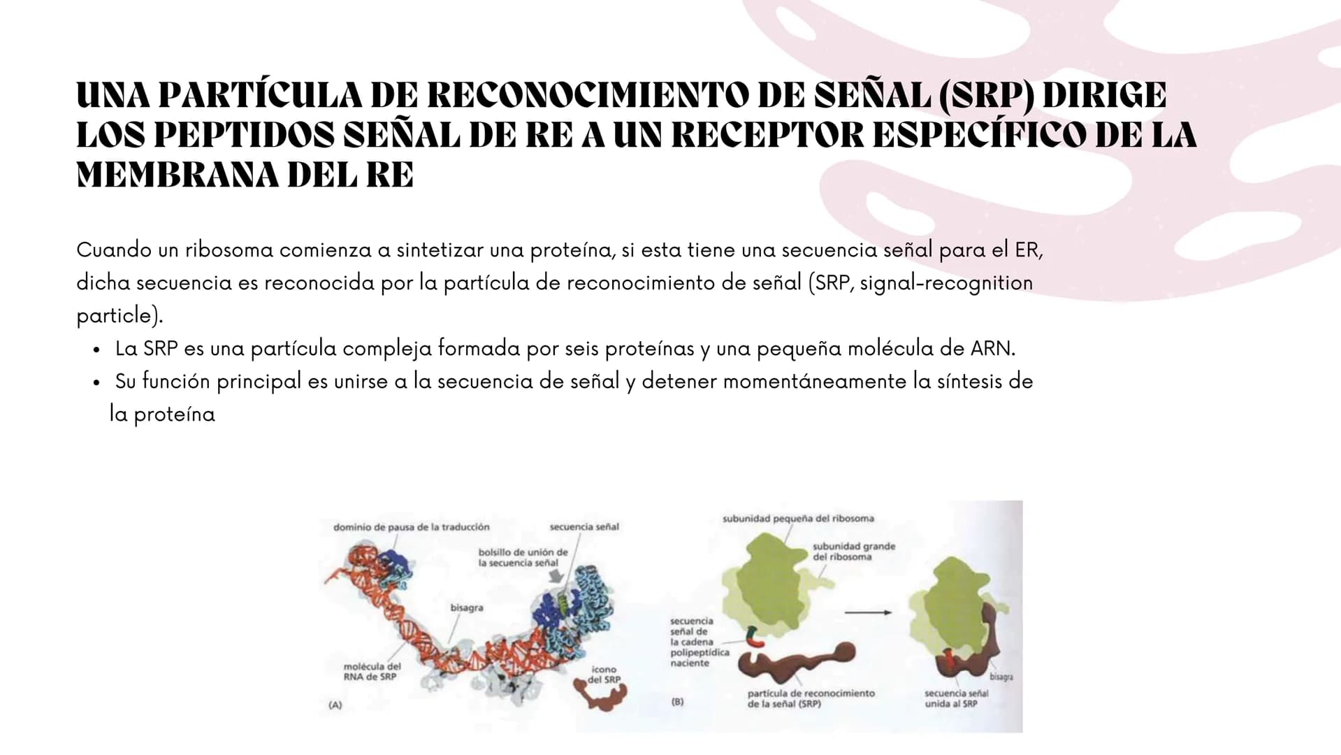 Células eucariotas tienen RE. Su membrana constituye más de
la mitad de la membrana total
Tiene forma de tubulos ramificados y sacos aplanad
