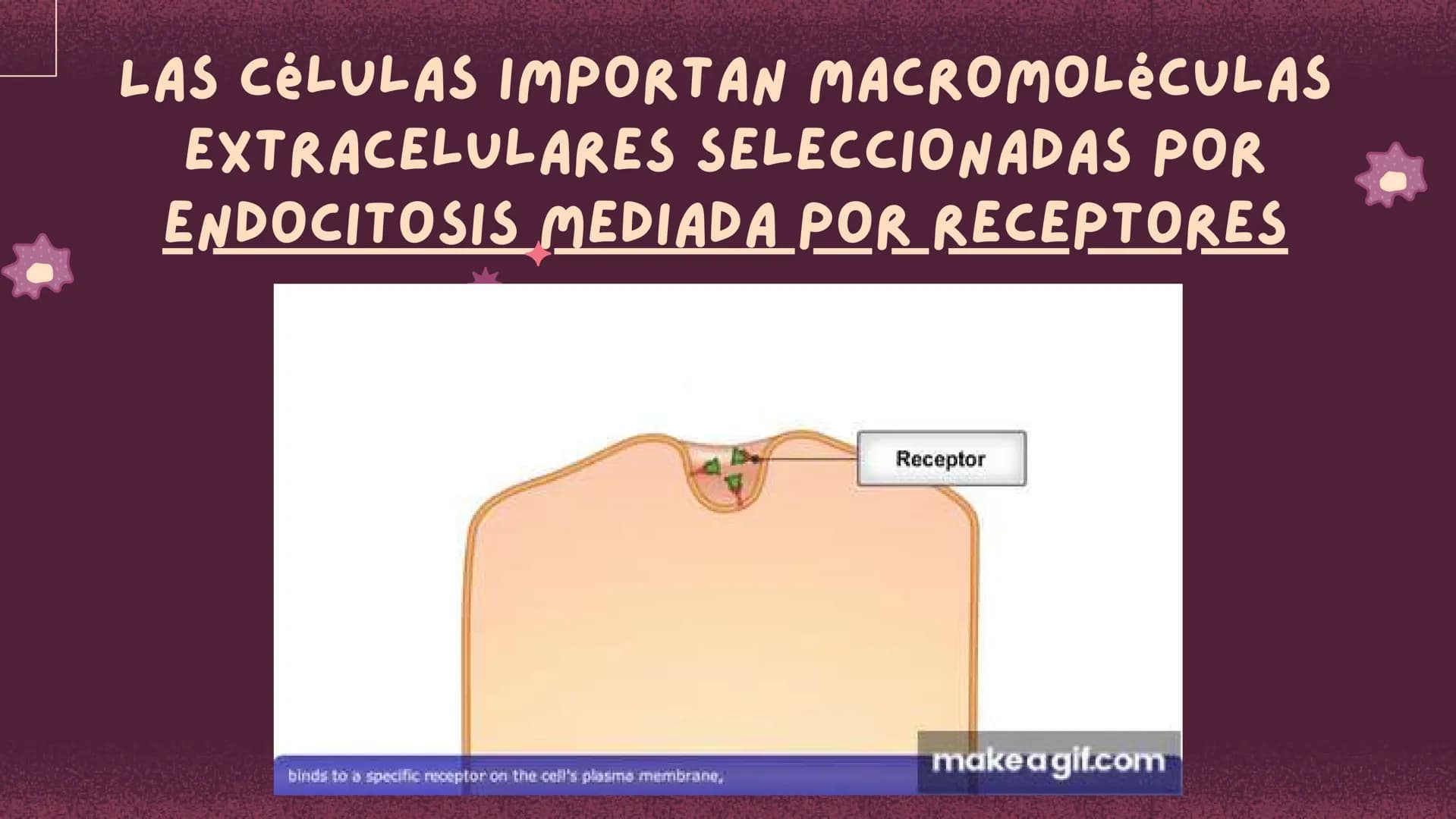 Células eucariotas tienen RE. Su membrana constituye más de
la mitad de la membrana total
Tiene forma de tubulos ramificados y sacos aplanad