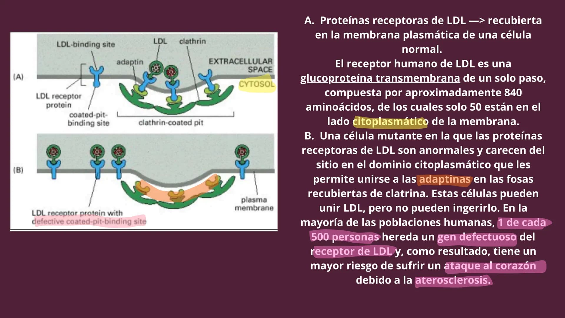 Células eucariotas tienen RE. Su membrana constituye más de
la mitad de la membrana total
Tiene forma de tubulos ramificados y sacos aplanad