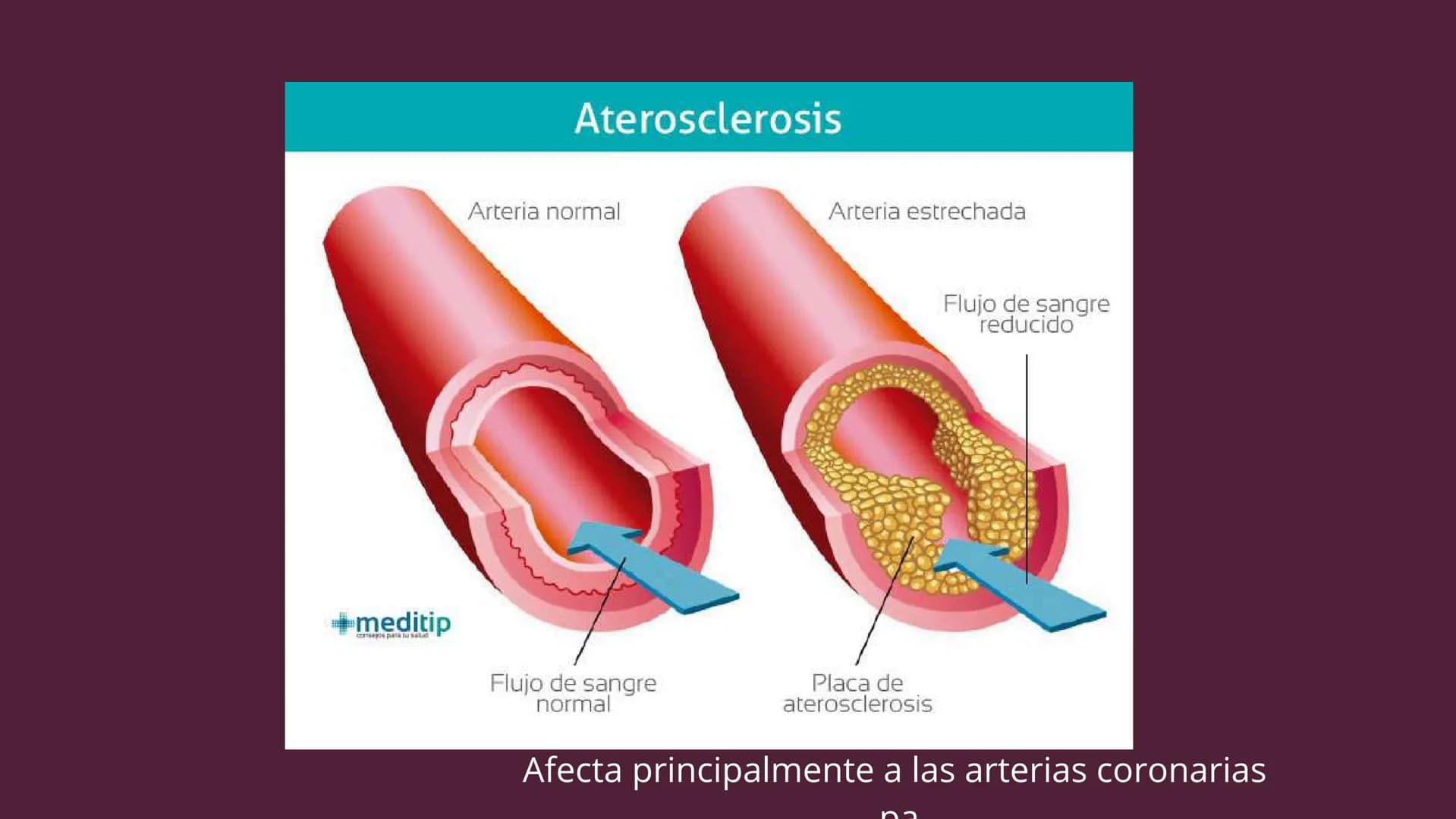 Células eucariotas tienen RE. Su membrana constituye más de
la mitad de la membrana total
Tiene forma de tubulos ramificados y sacos aplanad