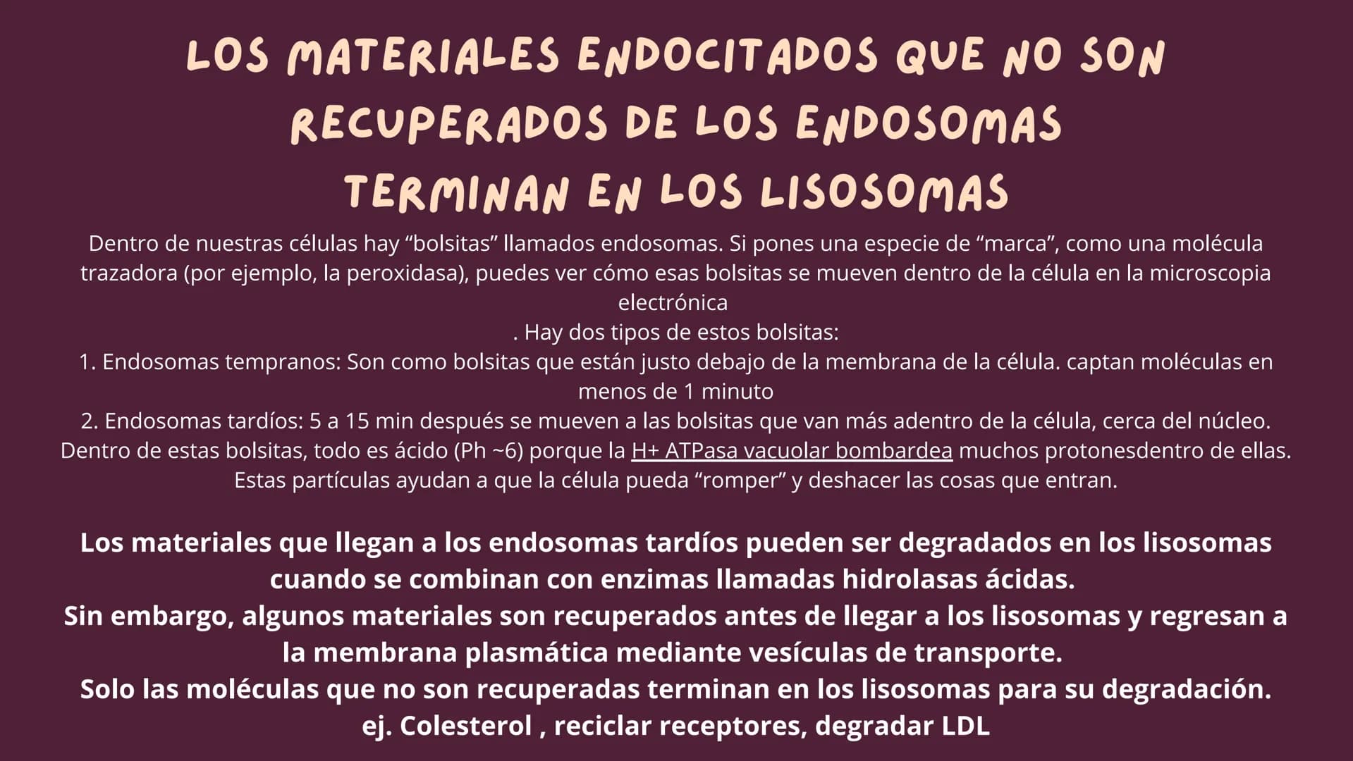 Células eucariotas tienen RE. Su membrana constituye más de
la mitad de la membrana total
Tiene forma de tubulos ramificados y sacos aplanad