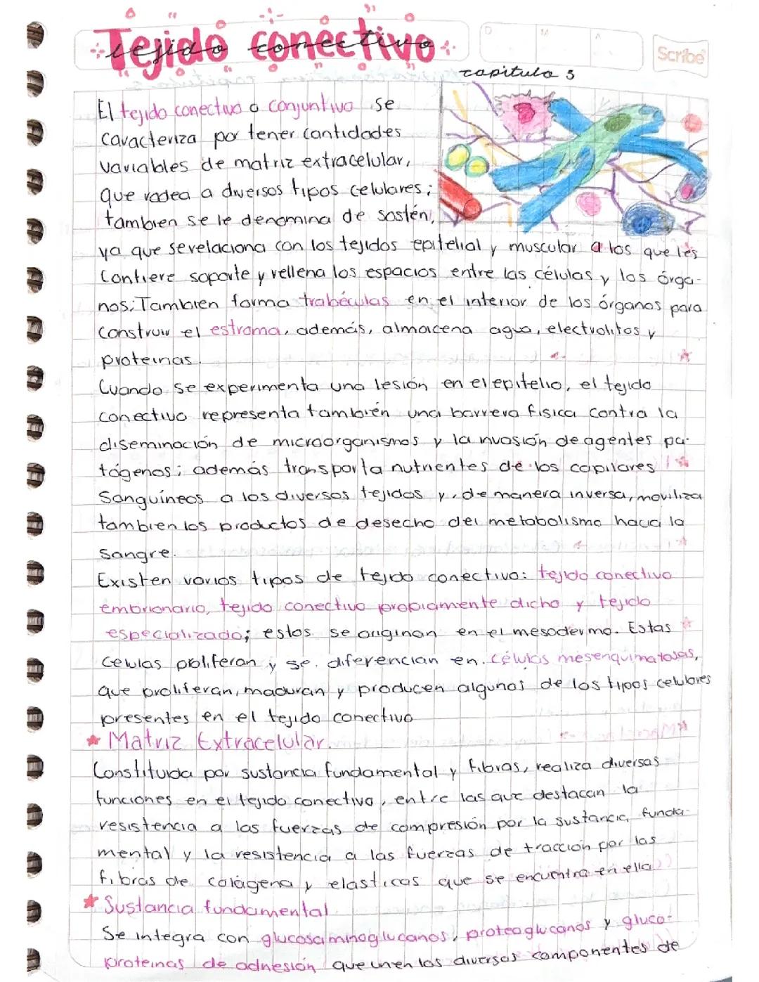 Todo sobre el tejido conectivo: características y funciones