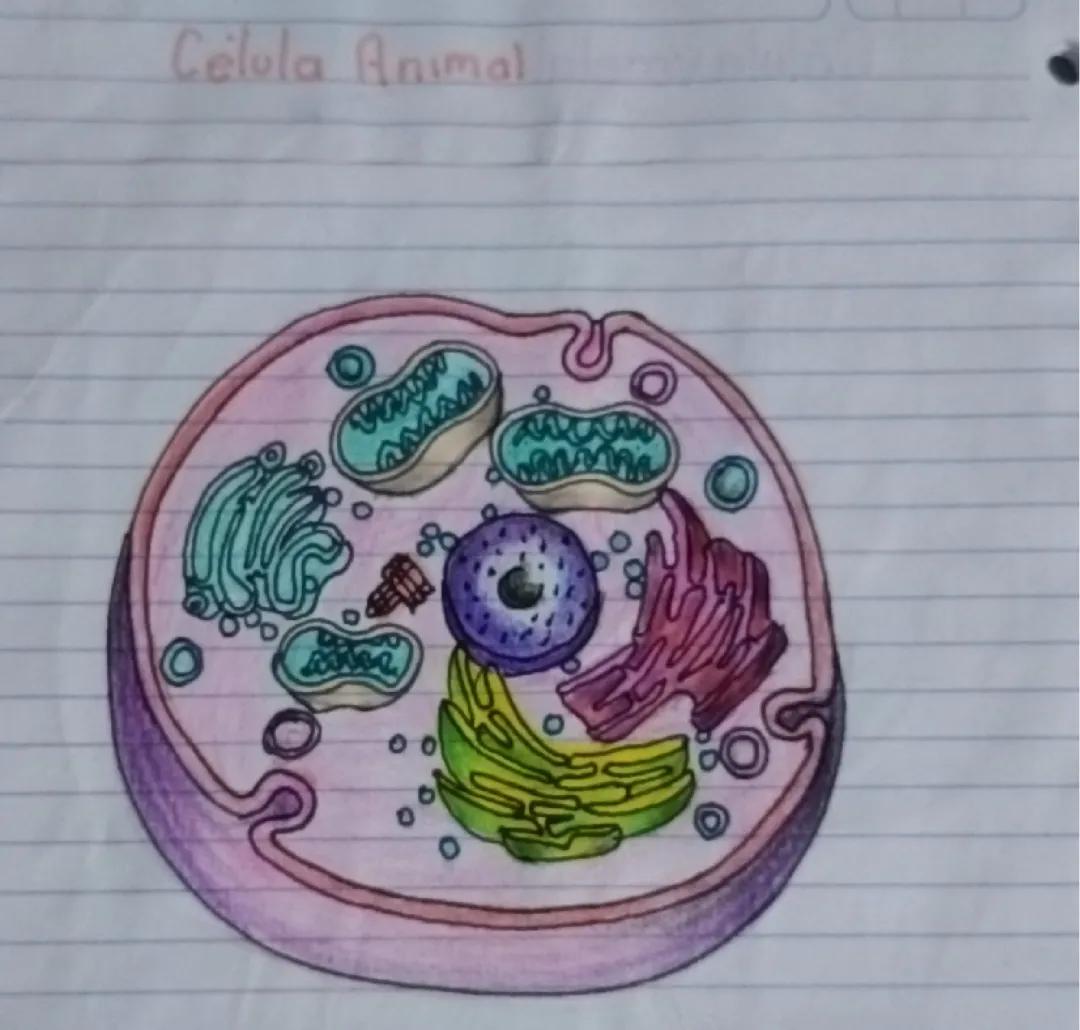 La célula animal y su estructura