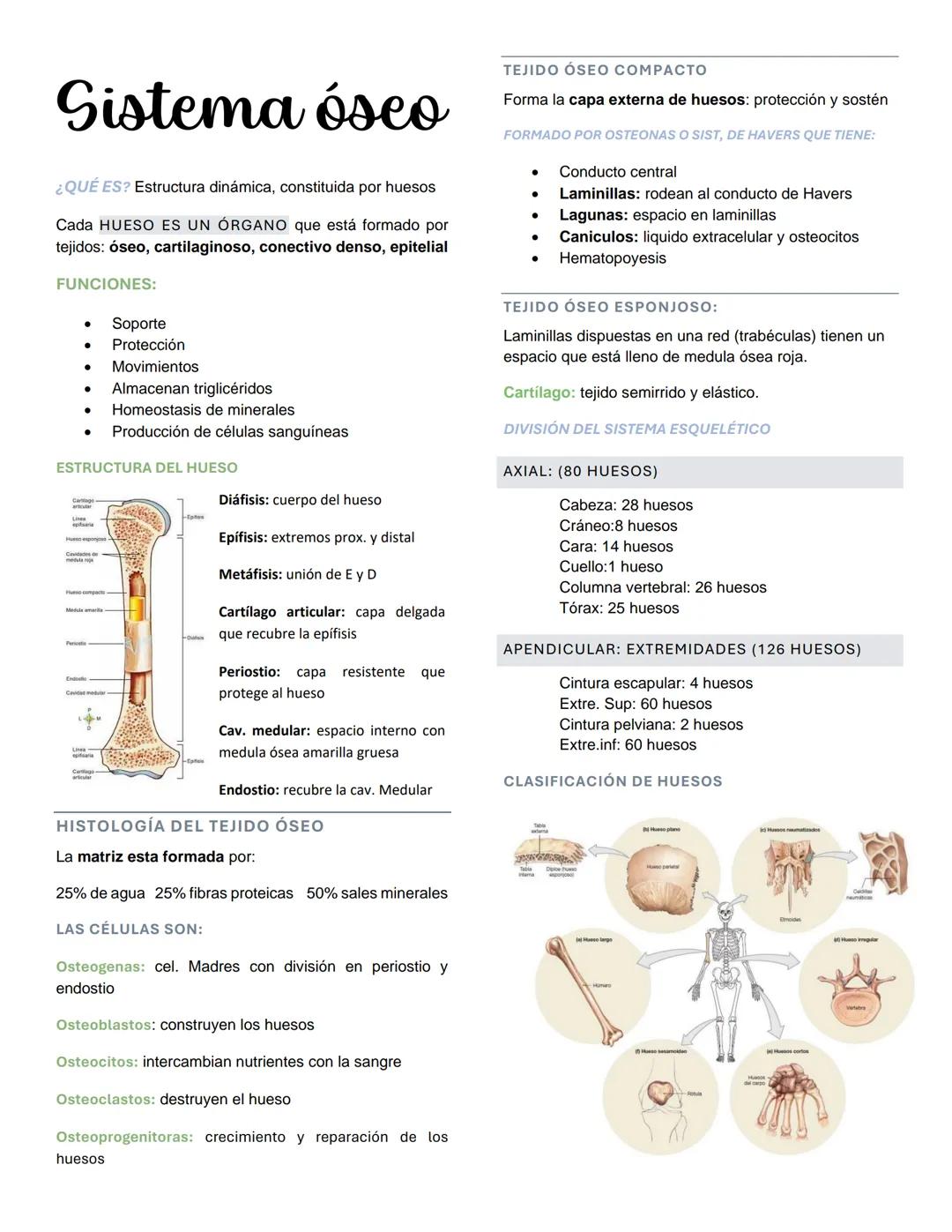 Sistema óseo
TEJIDO ÓSEO COMPACTO
Forma la capa externa de huesos: protección y sostén
FORMADO POR OSTEONAS O SIST, DE HAVERS QUE TIENE:
• C