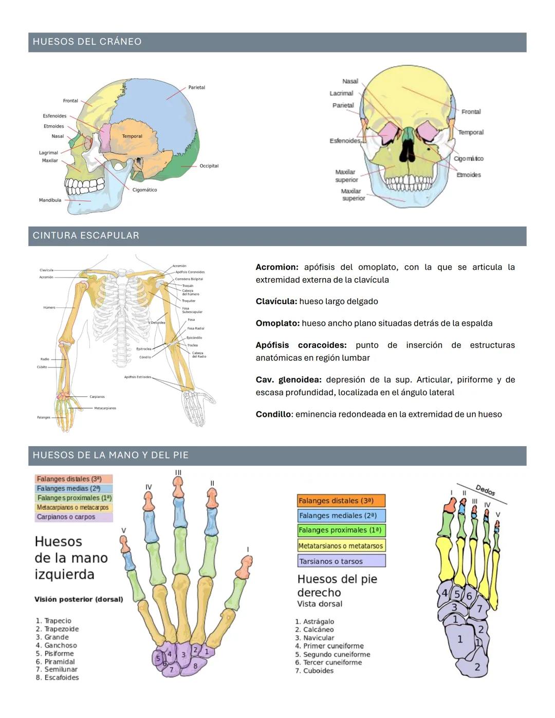Sistema óseo
TEJIDO ÓSEO COMPACTO
Forma la capa externa de huesos: protección y sostén
FORMADO POR OSTEONAS O SIST, DE HAVERS QUE TIENE:
• C