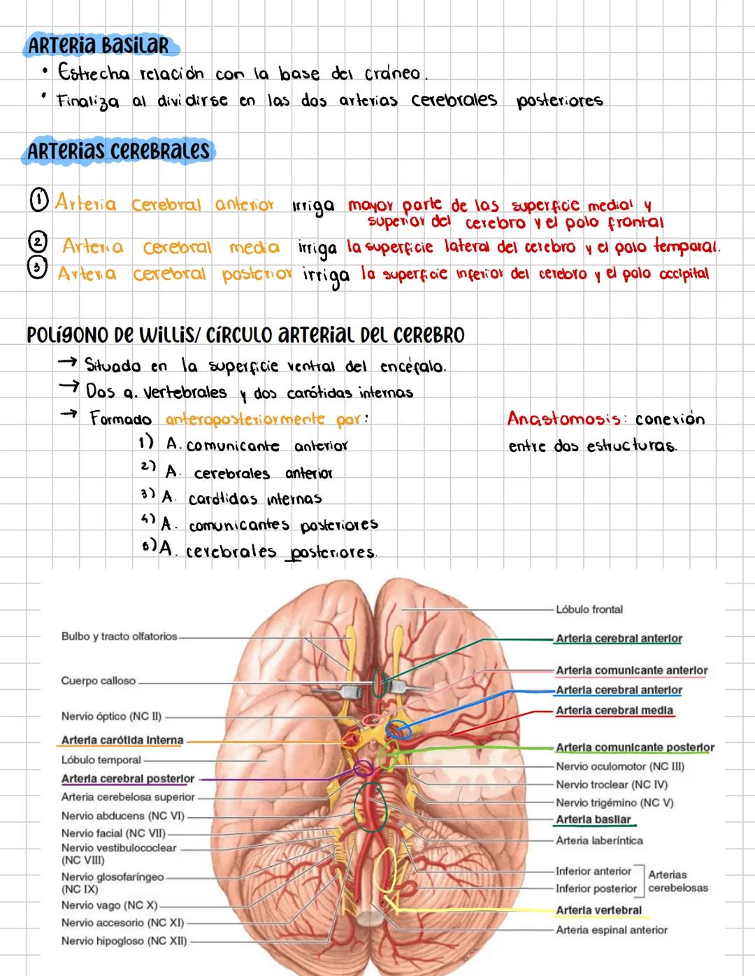 # Irrigación del encéfalo
→El encefalo recibe aprox. la sexta parte del gasto cardiaco y una
quinta parle del oxigeno que consume el organi