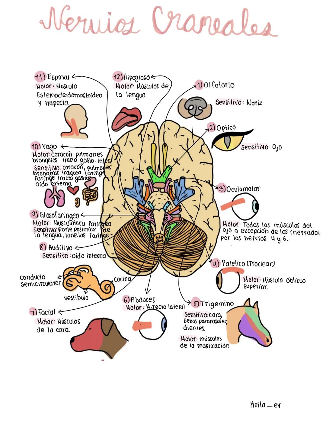 # Nervios Craneales
11) Espinal
Motor: Músculo
Esternocleidomastoideo
y trapecio
10) Vago
Motor:Corazón pulmones
bronqutas tracto gasto. I
