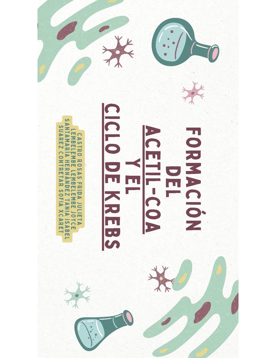 Formación del Acetil- COA y el Ciclo de Krebs