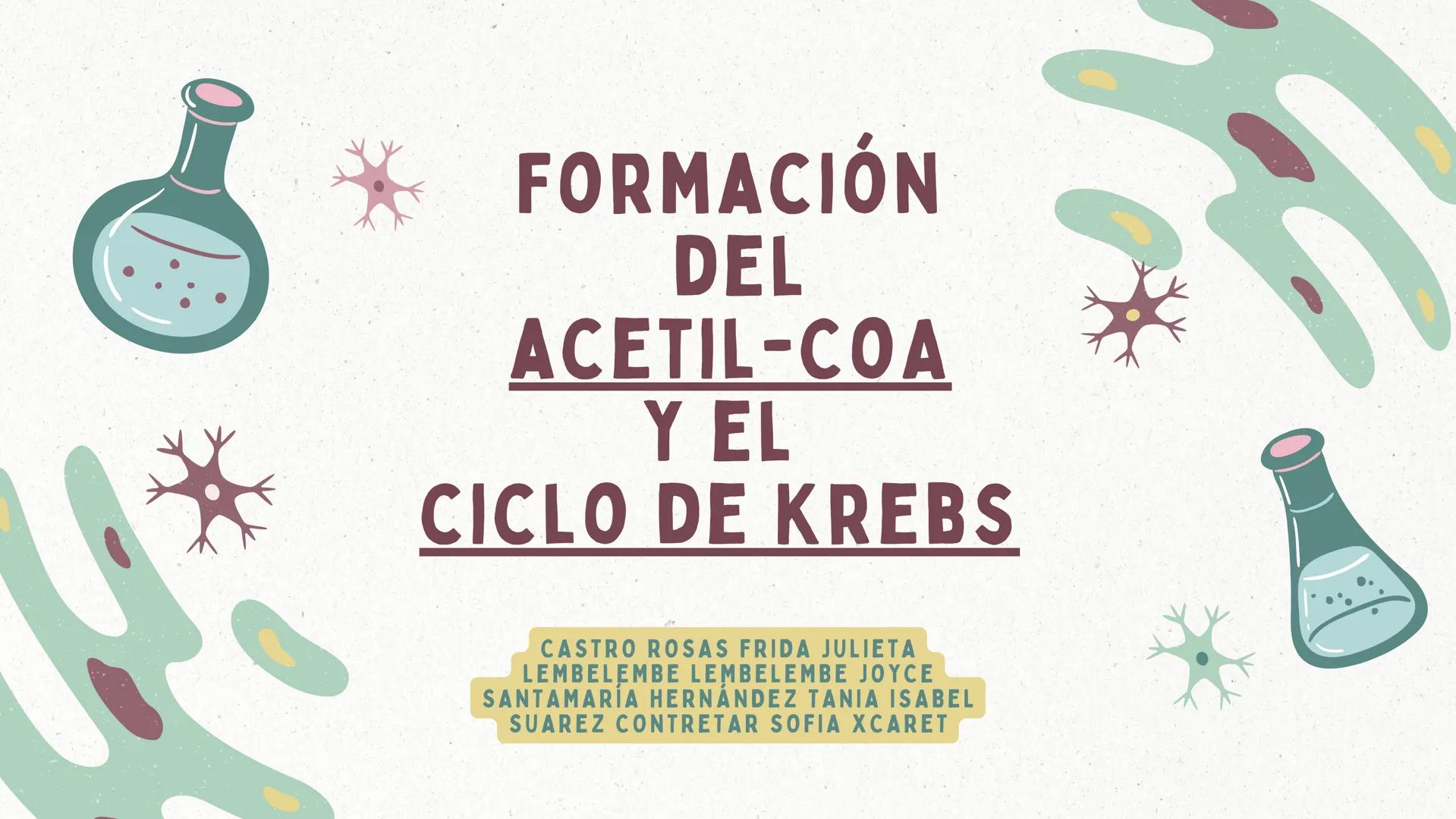 *
FORMACIÓN
DEL
ACETIL-COA
Y EL
CICLO DE KREBS
CASTRO ROSAS FRIDA JULIETA
LEMBELEMBE LEMBELEMBE JOYCE
SANTAMARÍA HERNÁNDEZ TANIA ISABEL
SUAR