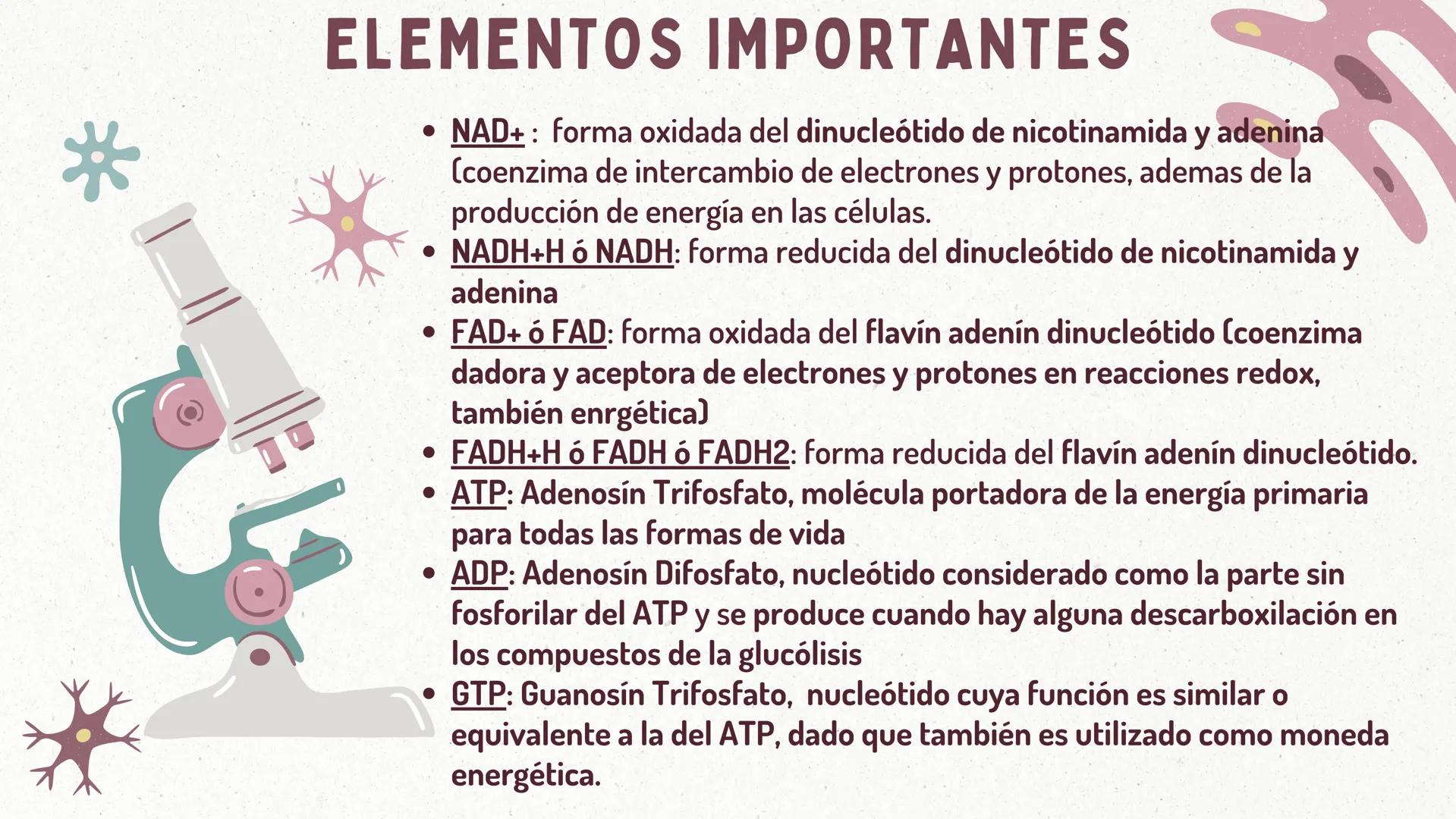 *
FORMACIÓN
DEL
ACETIL-COA
Y EL
CICLO DE KREBS
CASTRO ROSAS FRIDA JULIETA
LEMBELEMBE LEMBELEMBE JOYCE
SANTAMARÍA HERNÁNDEZ TANIA ISABEL
SUAR