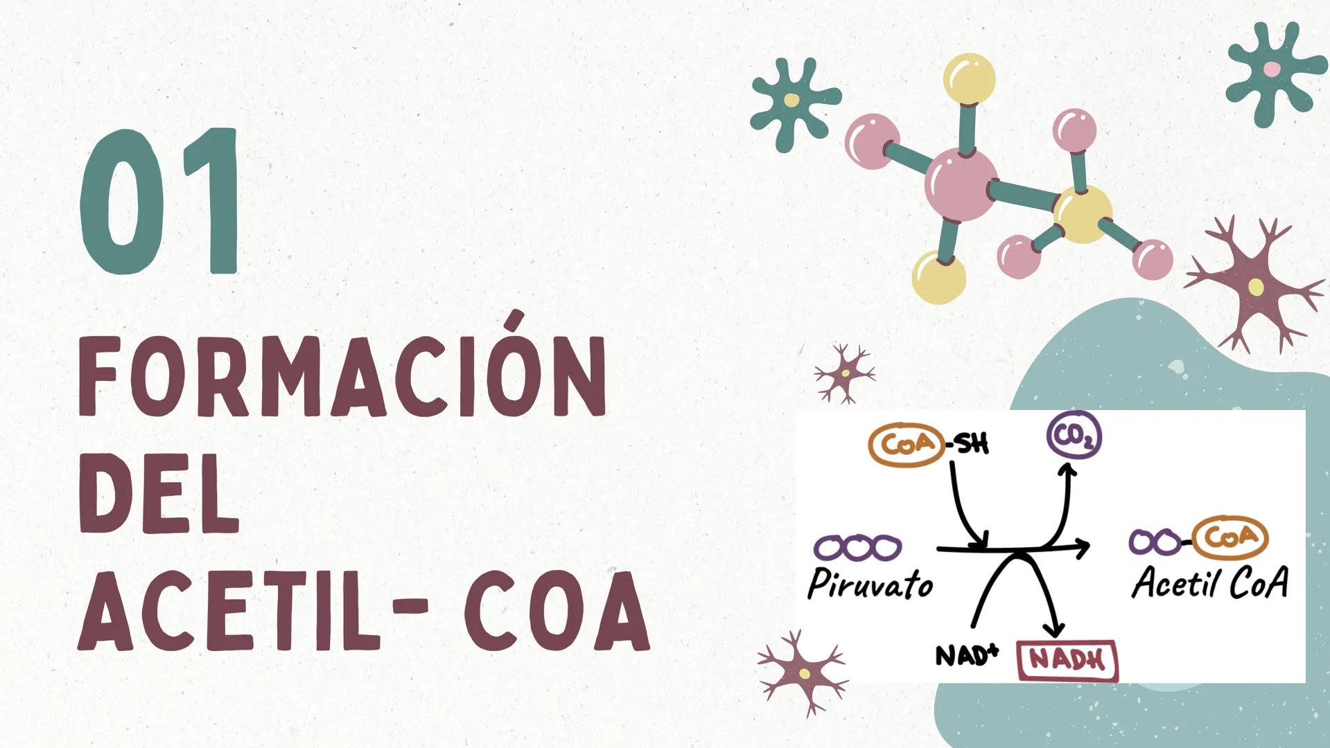*
FORMACIÓN
DEL
ACETIL-COA
Y EL
CICLO DE KREBS
CASTRO ROSAS FRIDA JULIETA
LEMBELEMBE LEMBELEMBE JOYCE
SANTAMARÍA HERNÁNDEZ TANIA ISABEL
SUAR
