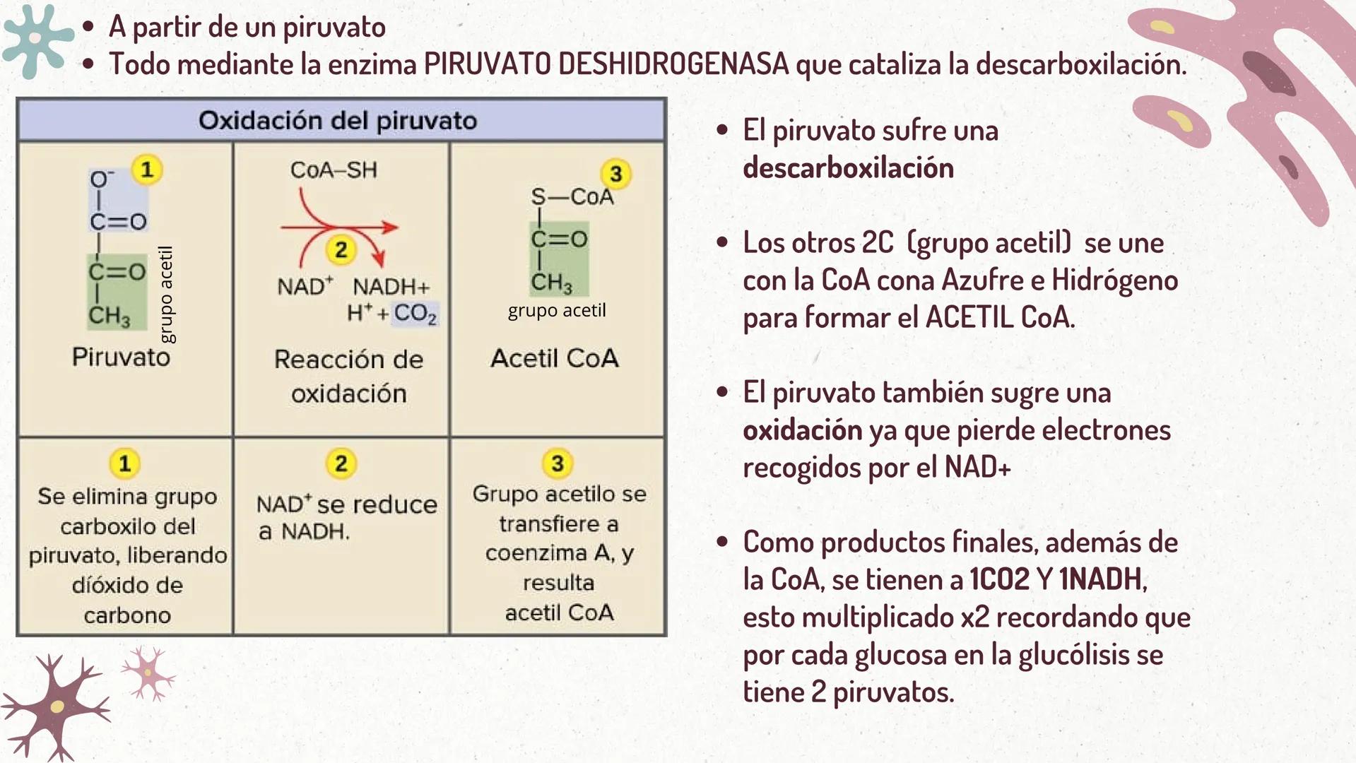 *
FORMACIÓN
DEL
ACETIL-COA
Y EL
CICLO DE KREBS
CASTRO ROSAS FRIDA JULIETA
LEMBELEMBE LEMBELEMBE JOYCE
SANTAMARÍA HERNÁNDEZ TANIA ISABEL
SUAR