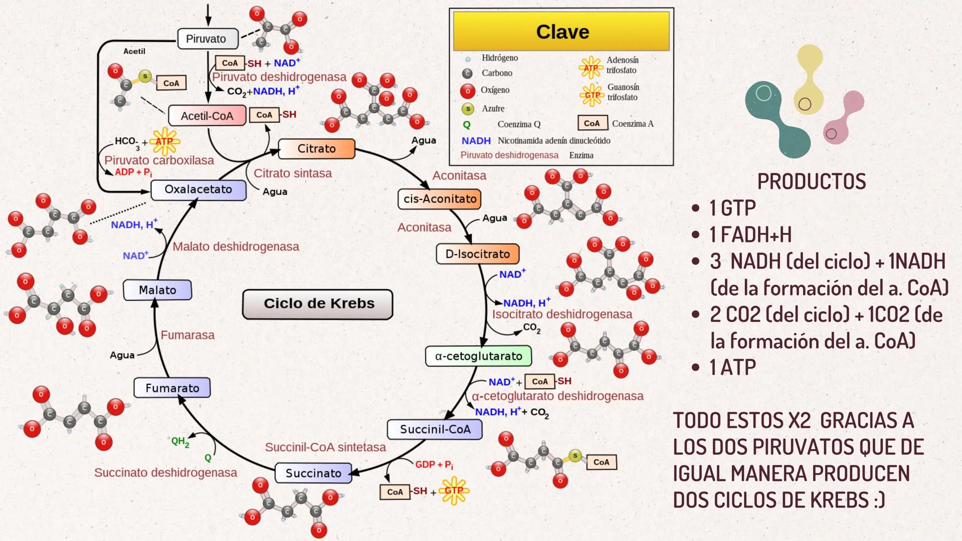 *
FORMACIÓN
DEL
ACETIL-COA
Y EL
CICLO DE KREBS
CASTRO ROSAS FRIDA JULIETA
LEMBELEMBE LEMBELEMBE JOYCE
SANTAMARÍA HERNÁNDEZ TANIA ISABEL
SUAR