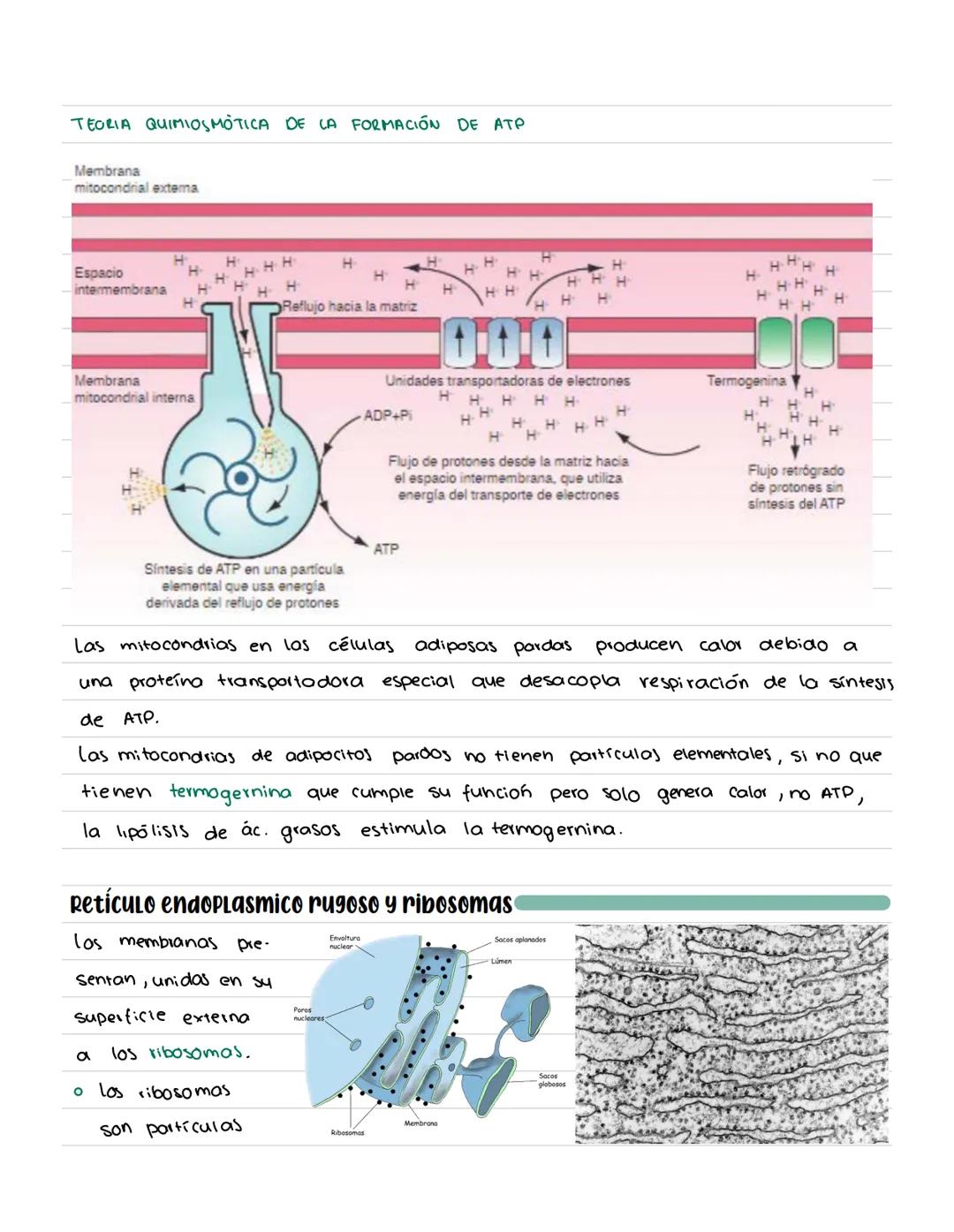# CÉLULA # Origenes embrionarios
Ectodermo
-Mucosas oral y nasal, cornea y epidermis; glándulas de la
piel y mamarias.
Tegumento, encéfalo
