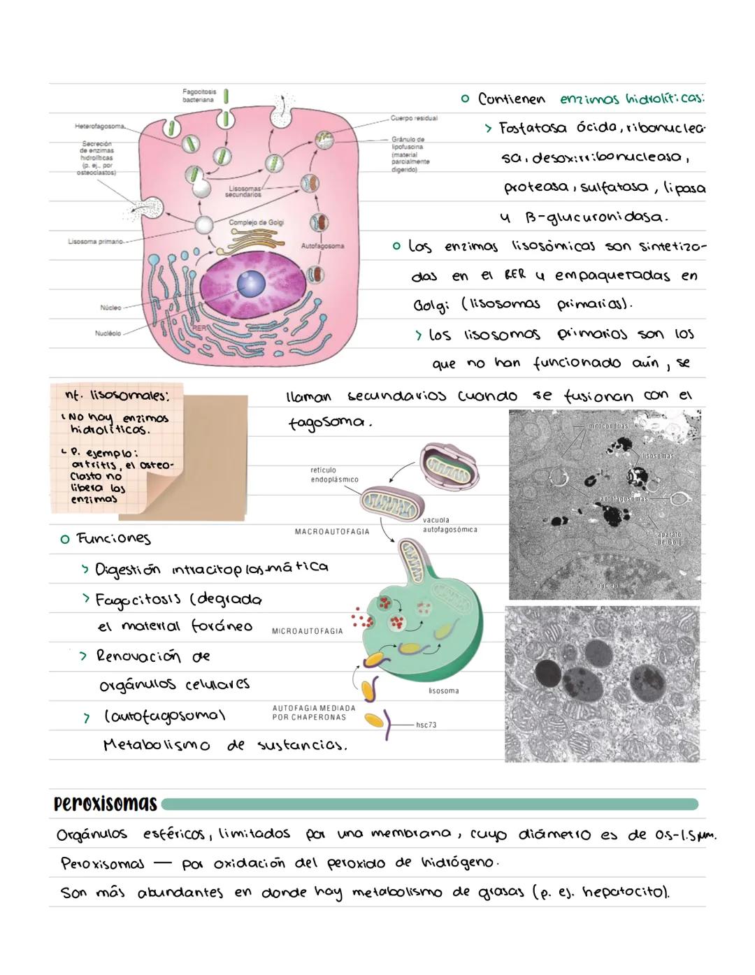 # CÉLULA # Origenes embrionarios
Ectodermo
-Mucosas oral y nasal, cornea y epidermis; glándulas de la
piel y mamarias.
Tegumento, encéfalo