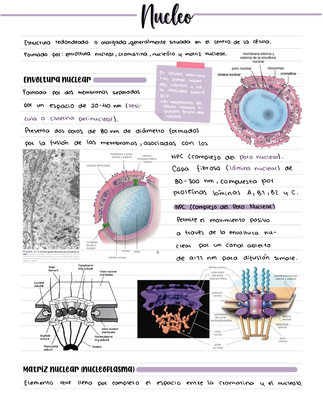 # CÉLULA # Origenes embrionarios
Ectodermo
-Mucosas oral y nasal, cornea y epidermis; glándulas de la
piel y mamarias.
Tegumento, encéfalo