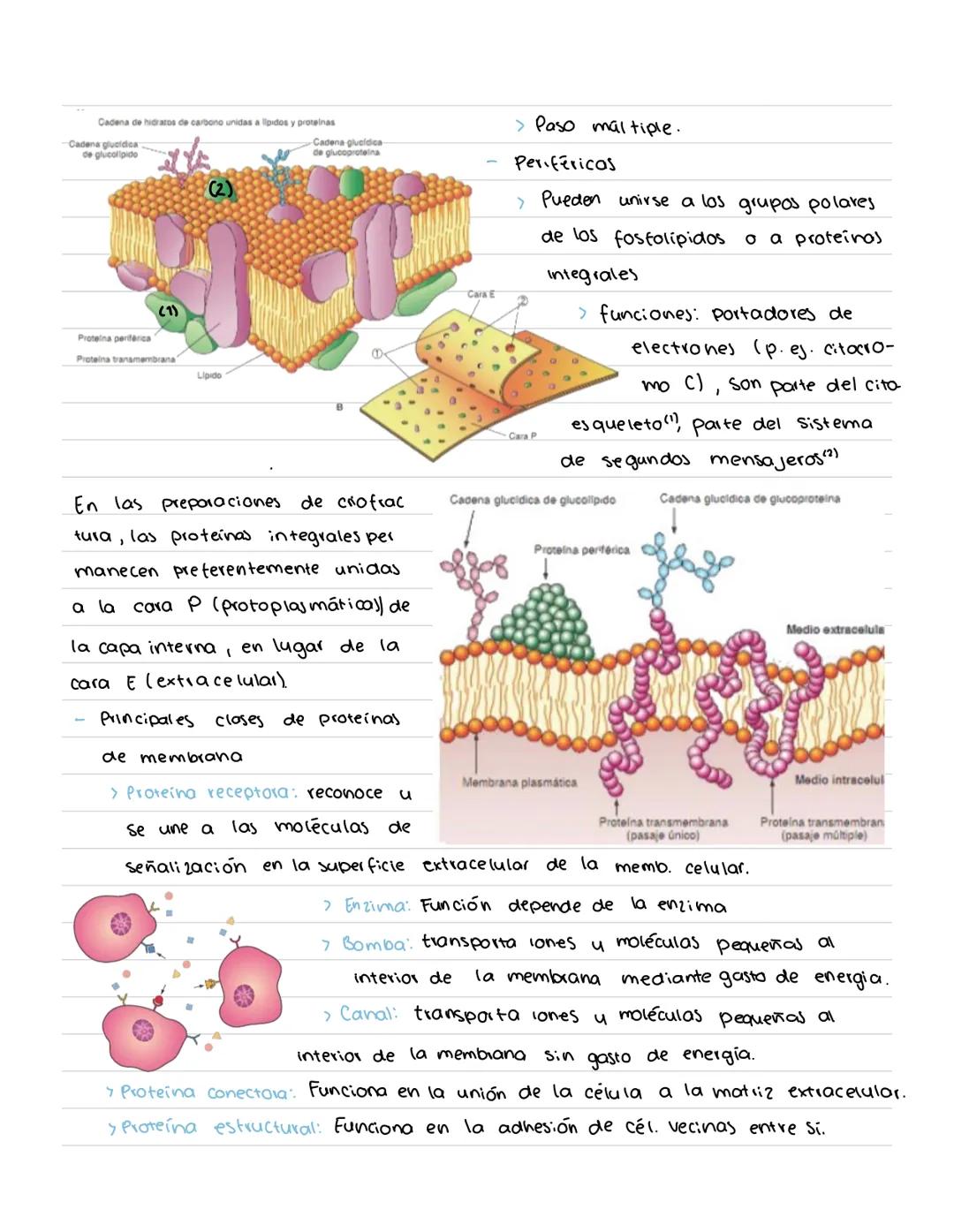 # CÉLULA # Origenes embrionarios
Ectodermo
-Mucosas oral y nasal, cornea y epidermis; glándulas de la
piel y mamarias.
Tegumento, encéfalo
