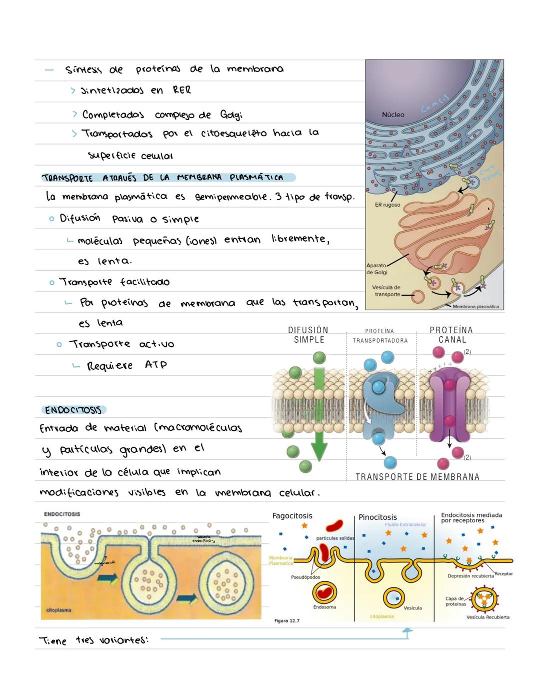 # CÉLULA # Origenes embrionarios
Ectodermo
-Mucosas oral y nasal, cornea y epidermis; glándulas de la
piel y mamarias.
Tegumento, encéfalo
