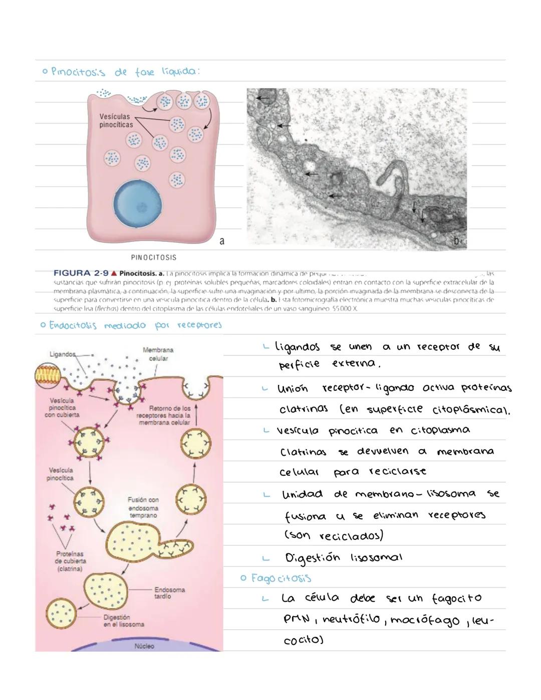 # CÉLULA # Origenes embrionarios
Ectodermo
-Mucosas oral y nasal, cornea y epidermis; glándulas de la
piel y mamarias.
Tegumento, encéfalo