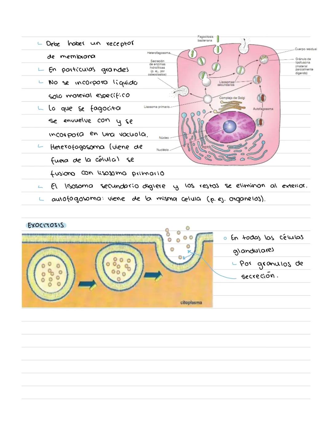# CÉLULA # Origenes embrionarios
Ectodermo
-Mucosas oral y nasal, cornea y epidermis; glándulas de la
piel y mamarias.
Tegumento, encéfalo