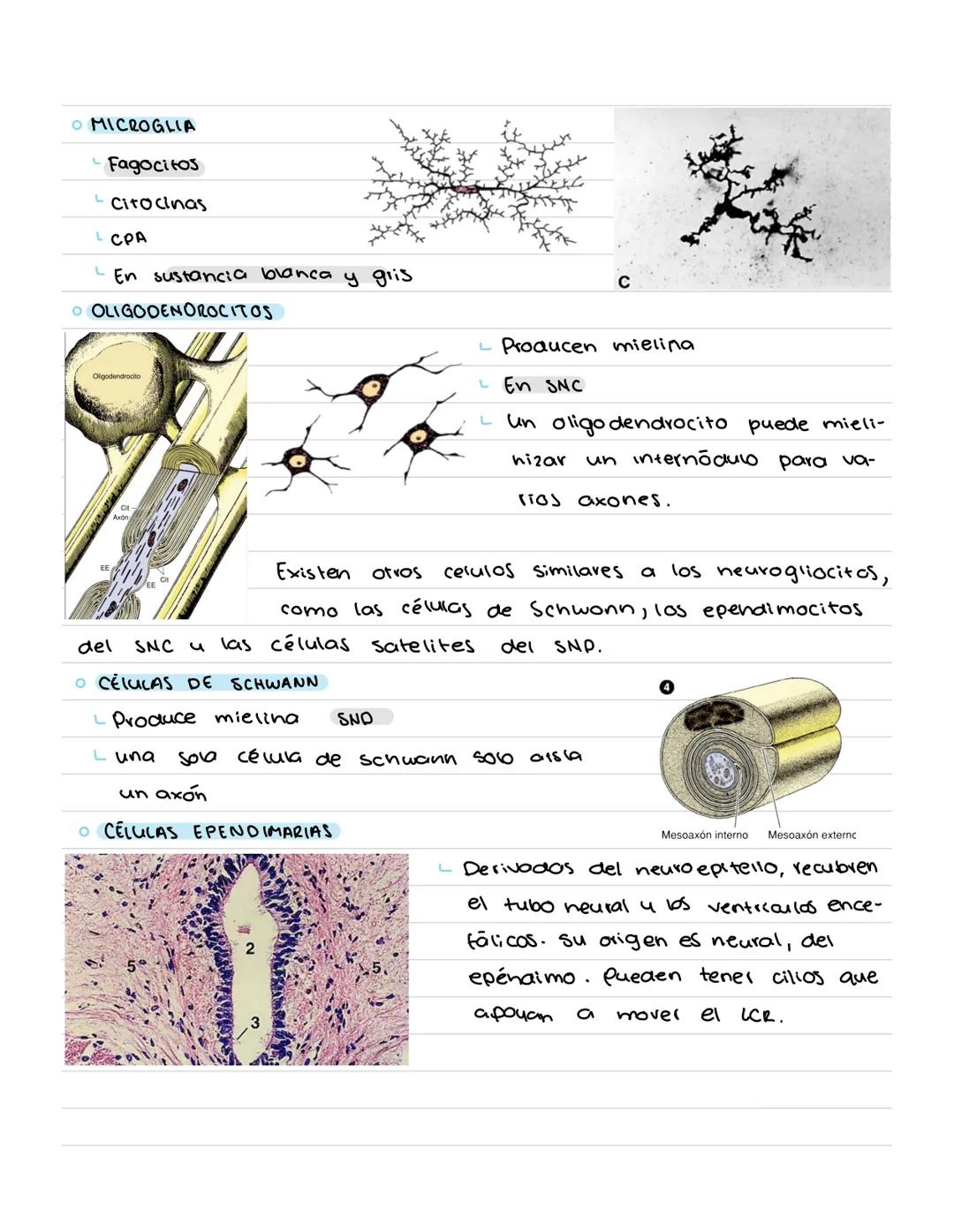 # TEJIDO
# NERVIOSO # Tejido nervioso
SNP Nervios y ganglios nerviosos.
SNC Cerebro, cerebelo y médula espinal.
CEREBRO
CERE BELO
MÉDU