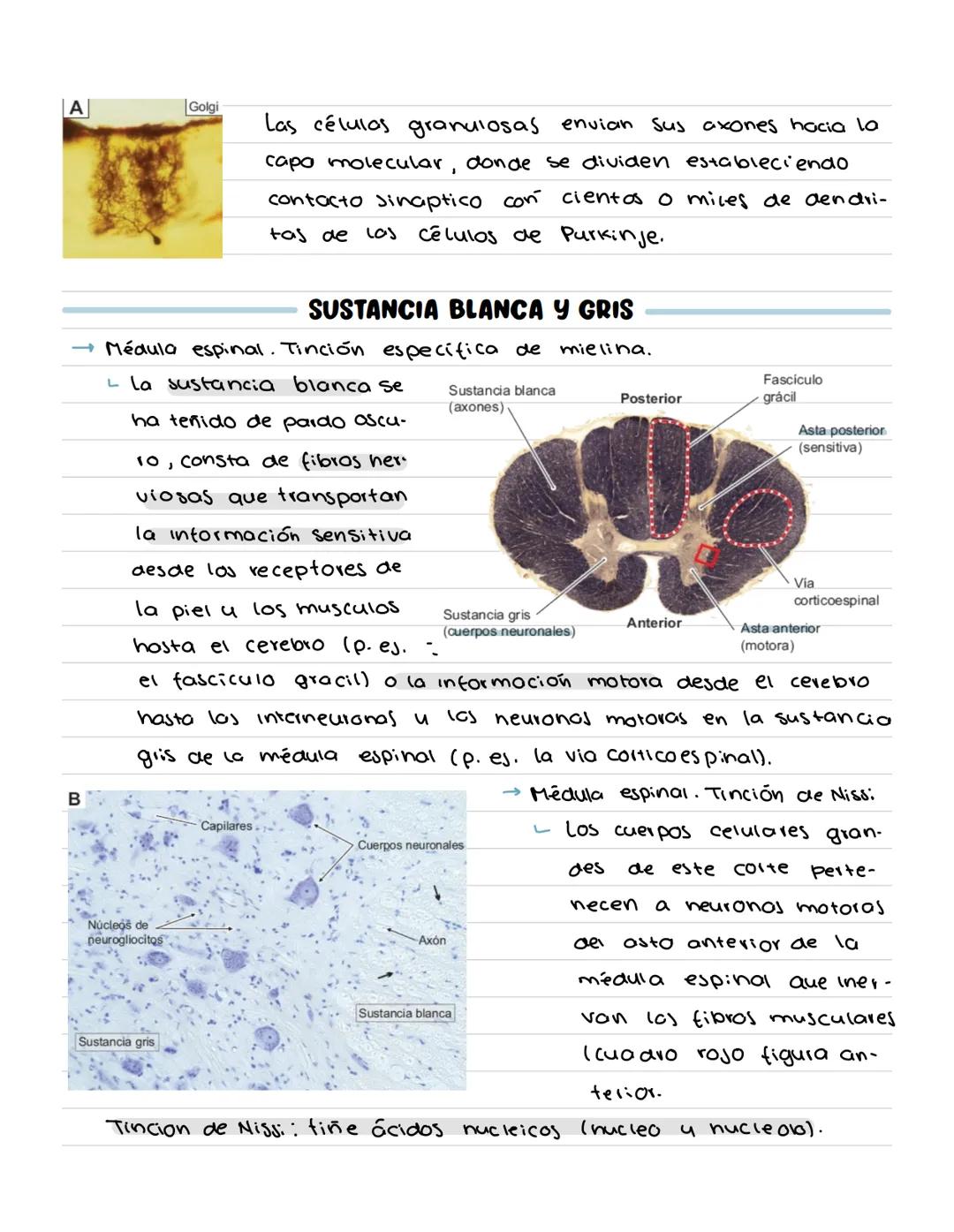 # Sistema nervioso central
13
10
• Sustancia blanca u gris
• Corteza cerebral: 2 mm
↳ se organiza en capas: tamaño, forma
4 den sidad