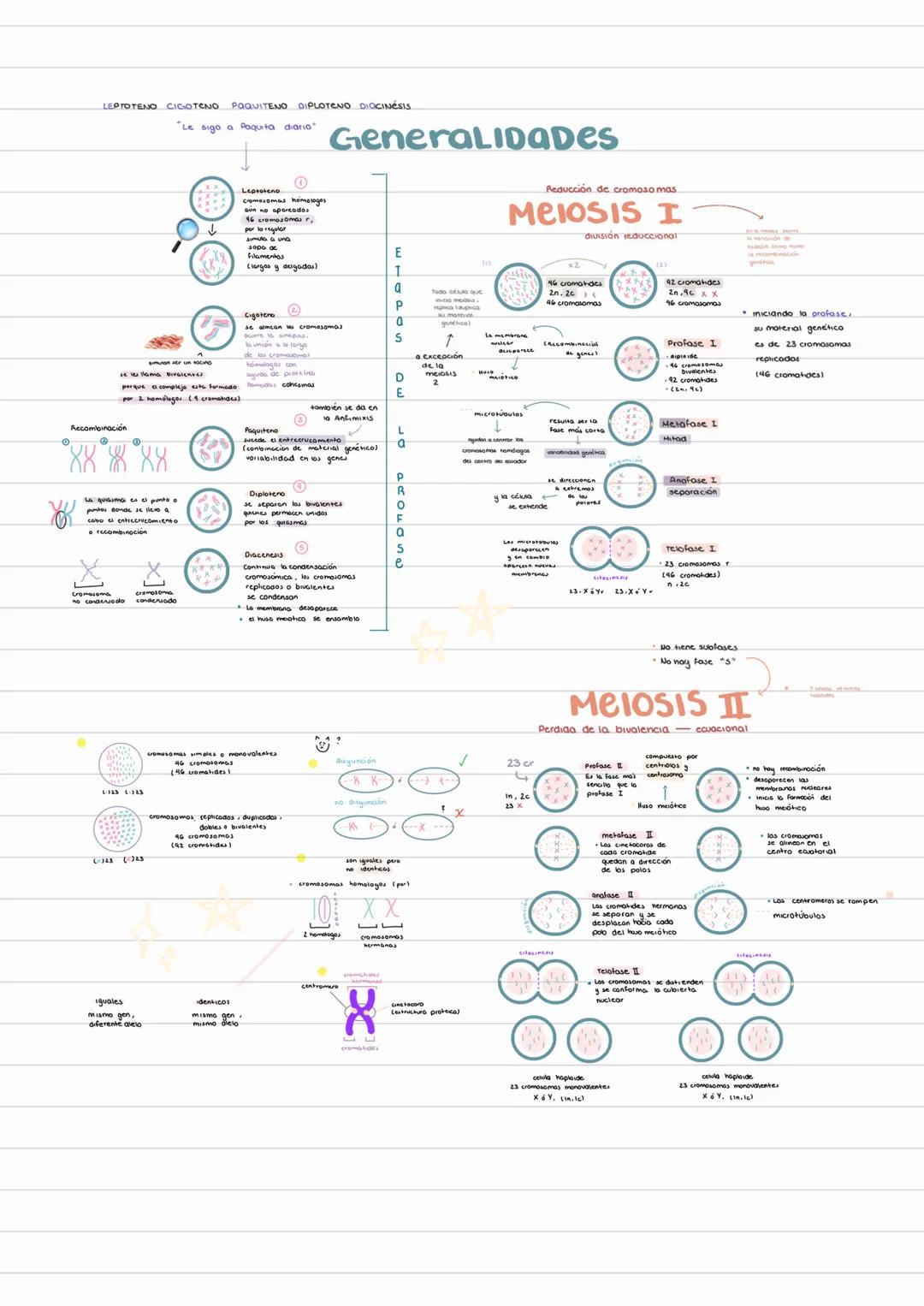 LEPTOTENO CIDIOTENO POQUITENO DIPLOTENO DIOCINÉSIS
"Le sigo a Paquita diario"
GeneralLIDADES
(goryados)
P
↑
a excroción
D
mibing
Paquiteno
L