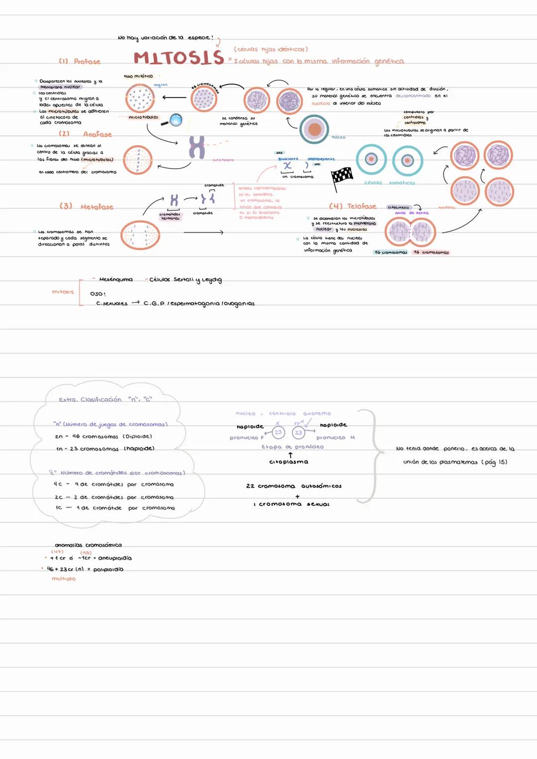 LEPTOTENO CIDIOTENO POQUITENO DIPLOTENO DIOCINÉSIS
"Le sigo a Paquita diario"
GeneralLIDADES
(goryados)
P
↑
a excroción
D
mibing
Paquiteno
L