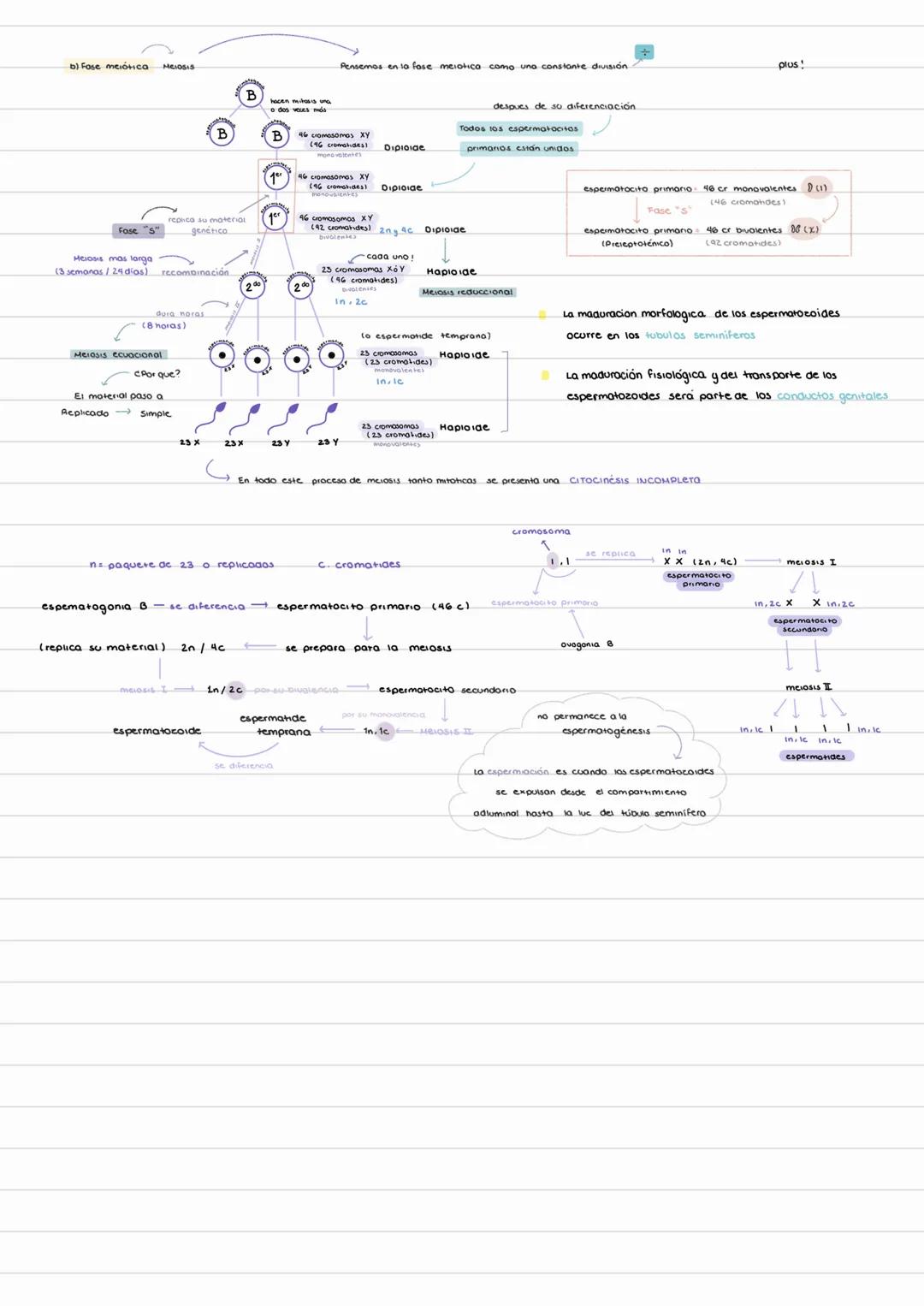 LEPTOTENO CIDIOTENO POQUITENO DIPLOTENO DIOCINÉSIS
"Le sigo a Paquita diario"
GeneralLIDADES
(goryados)
P
↑
a excroción
D
mibing
Paquiteno
L