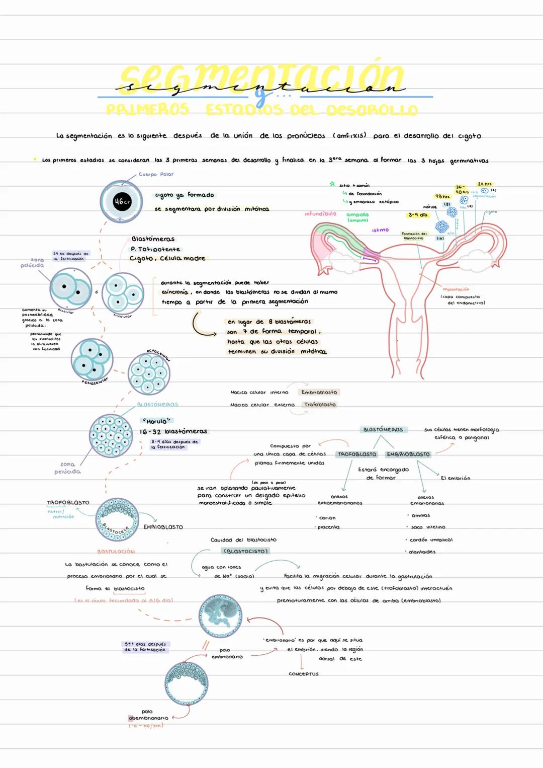 # sigmigracion
# PRIMEROS ESTADOS DEL DESOROLLO
La segmentación es lo siguiente después de la unión de los pronúcleos (amfixis) para el de