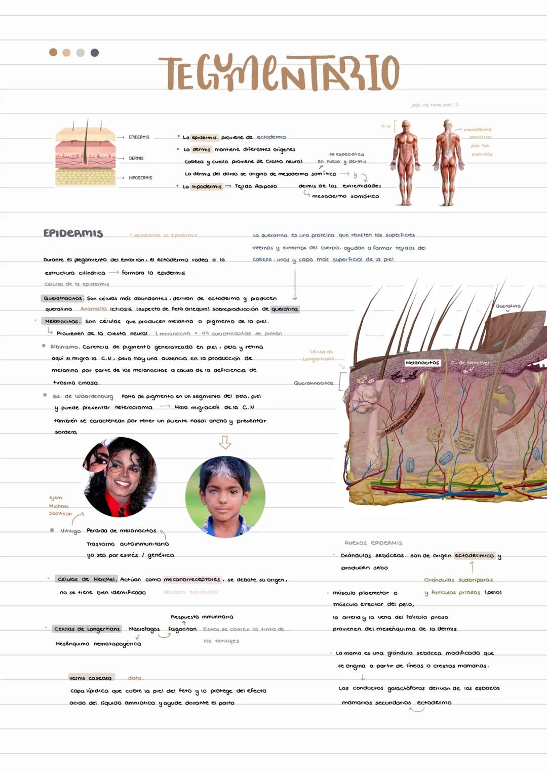 # TEGUMENTARIO
- EPIDERMIS
- epidermis proviene de ectoderma
- DERMIS
- dermis mantiene diferentes origenes
- cobeza y cuello provien