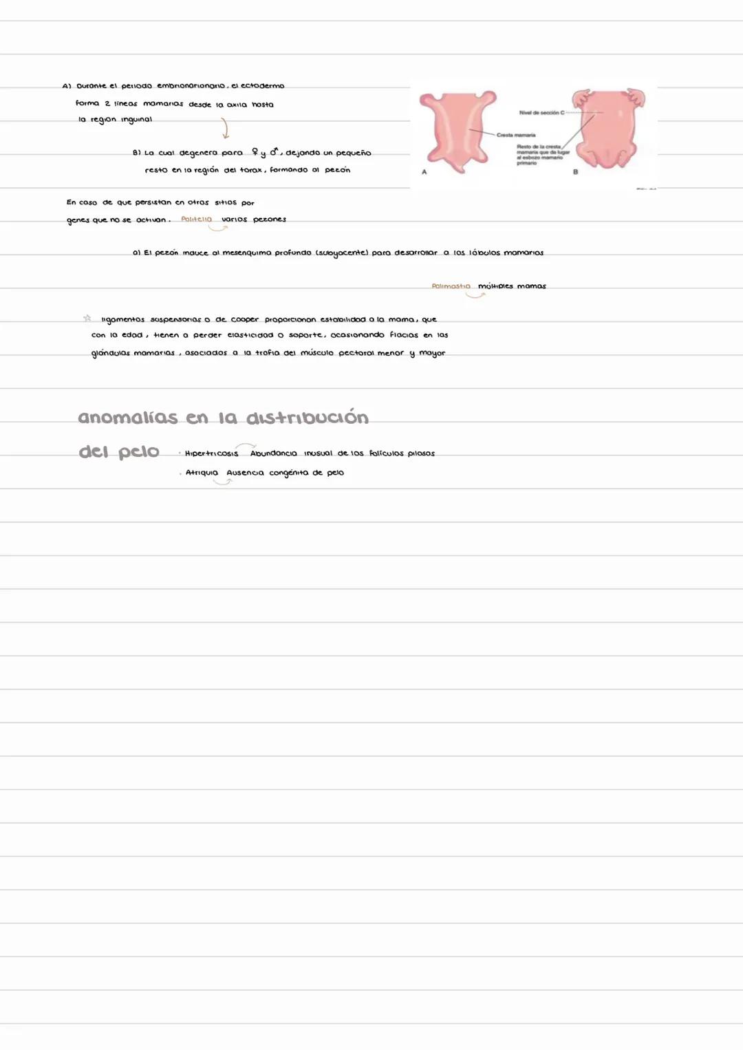 # TEGUMENTARIO
- EPIDERMIS
- epidermis proviene de ectoderma
- DERMIS
- dermis mantiene diferentes origenes
- cobeza y cuello provien